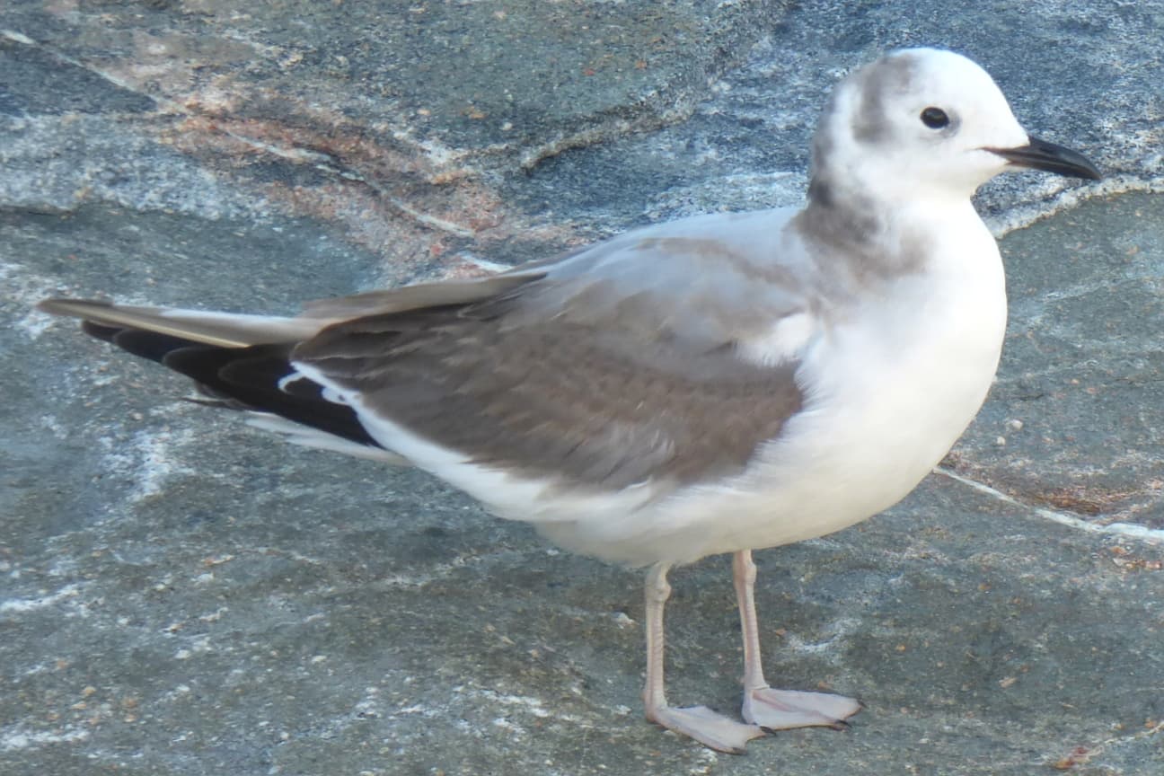 vorkstaartmeeuw (Xema sabini) - Sabine's Gull JG