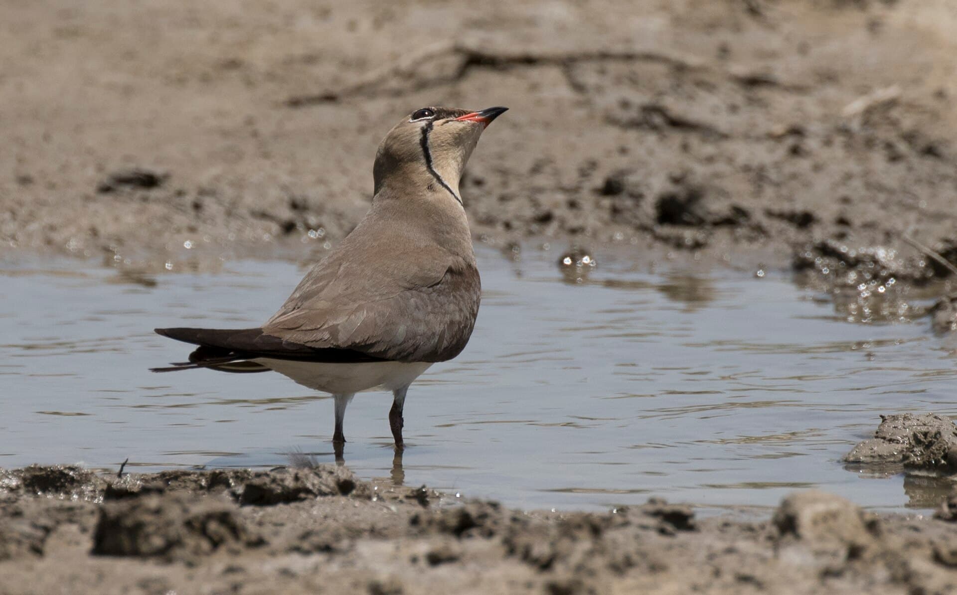 Vorkstaartplevier (Glareola pratincola) - Glareola pratincola - Collared Pratincole 07