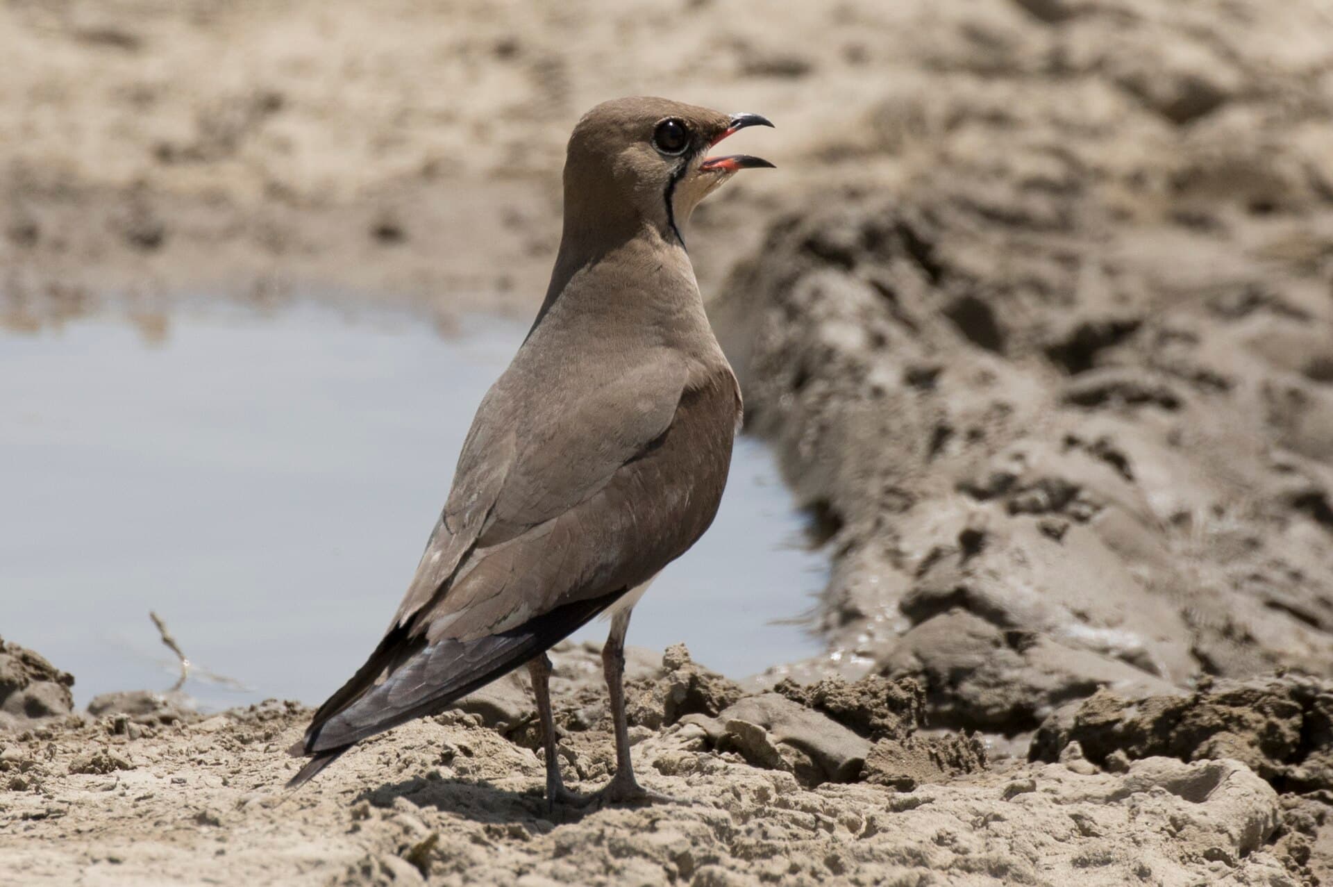 Vorkstaartplevier (Glareola pratincola) - Glareola pratincola - Collared Pratincole 04