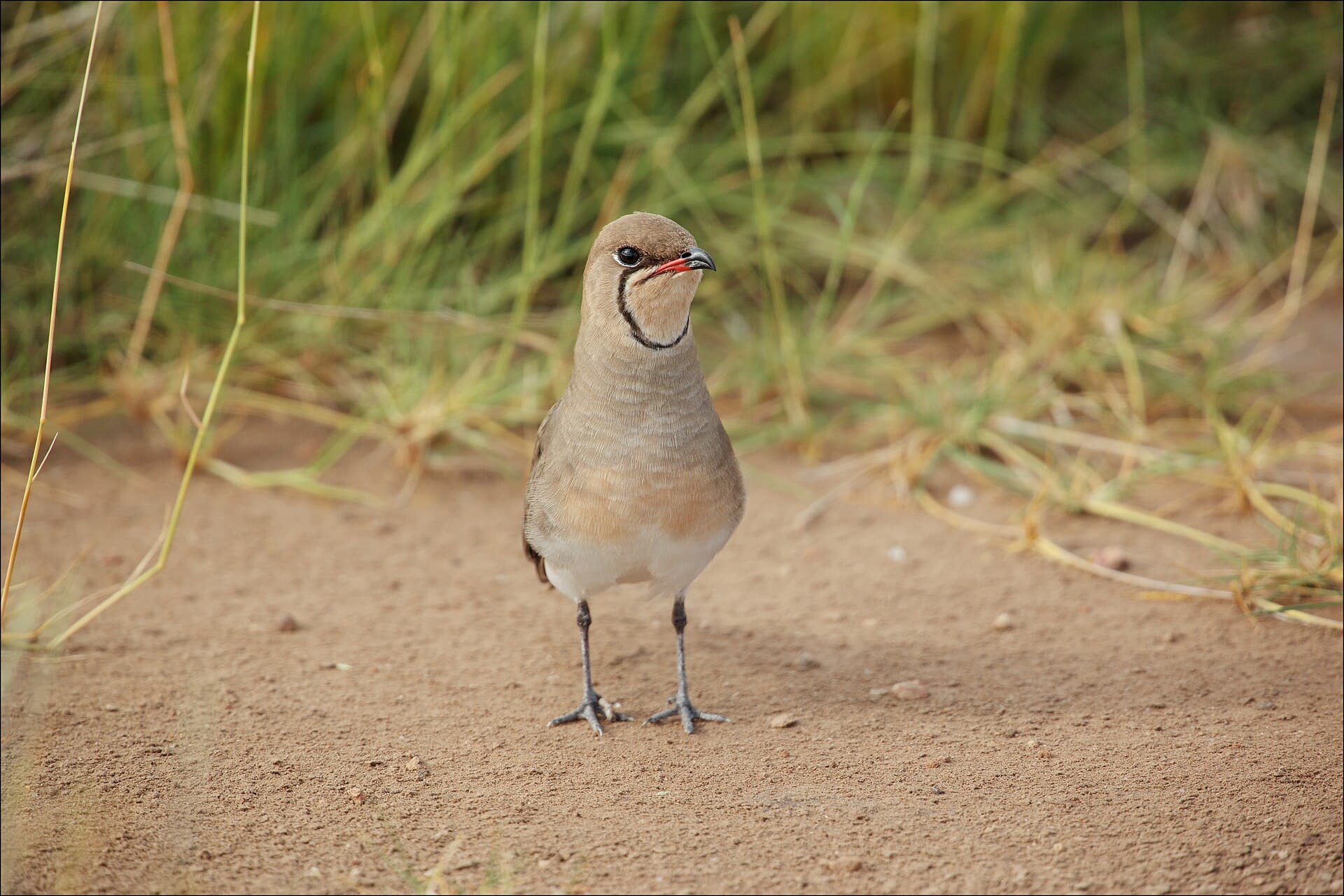 Vorkstaartplevier (Glareola pratincola) - Glareola pratincola in Ambosélie National Park kenya