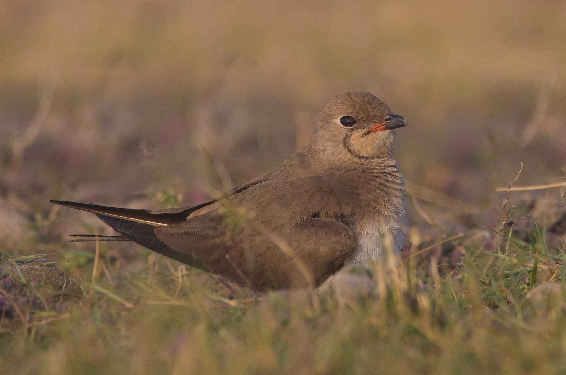 Vorkstaartplevier (Glareola pratincola) - Collared Pratincole at Nalsarovar Bird Sanctuary