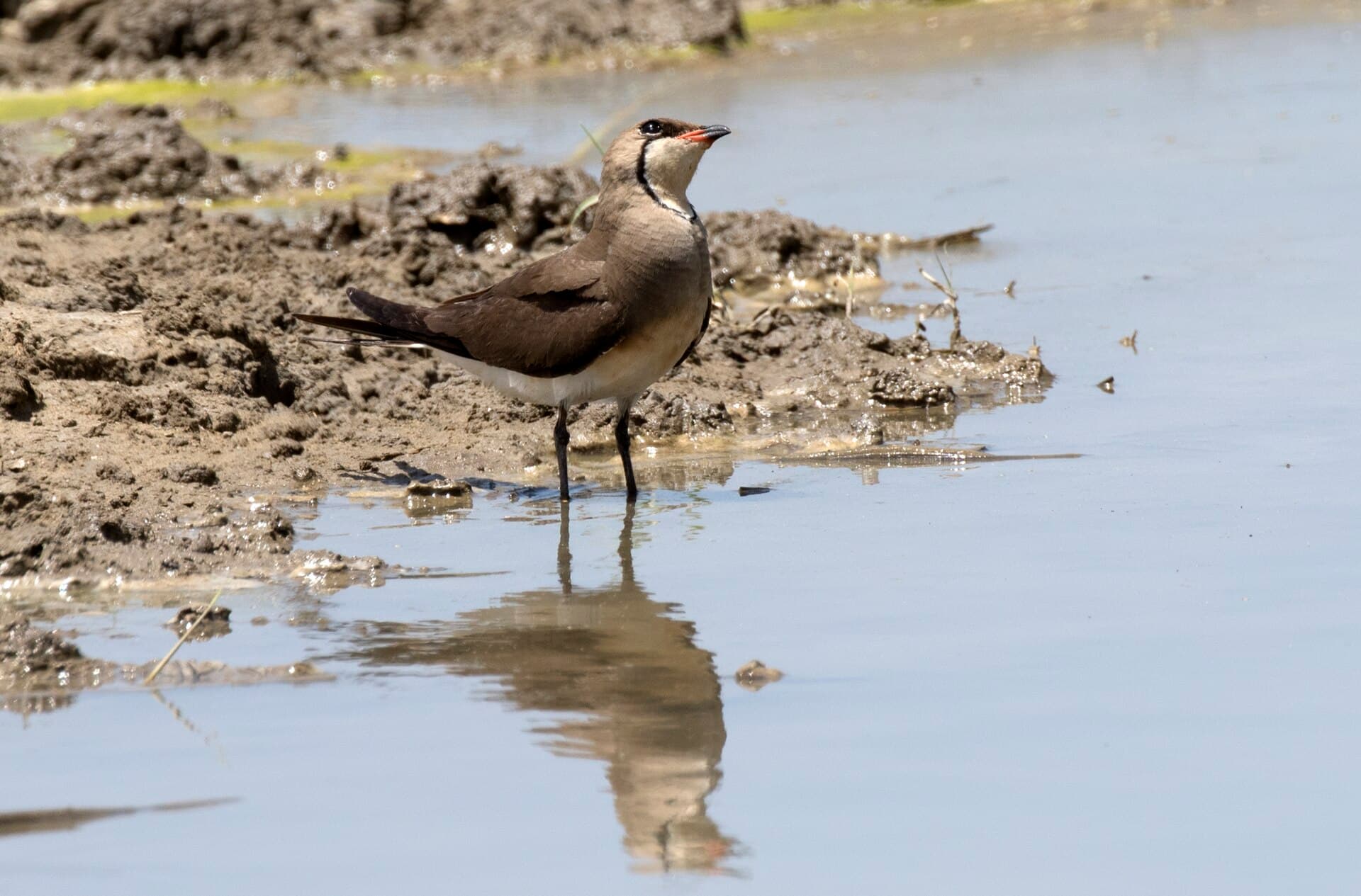 Vorkstaartplevier (Glareola pratincola) - Glareola pratincola - Collared Pratincole 08