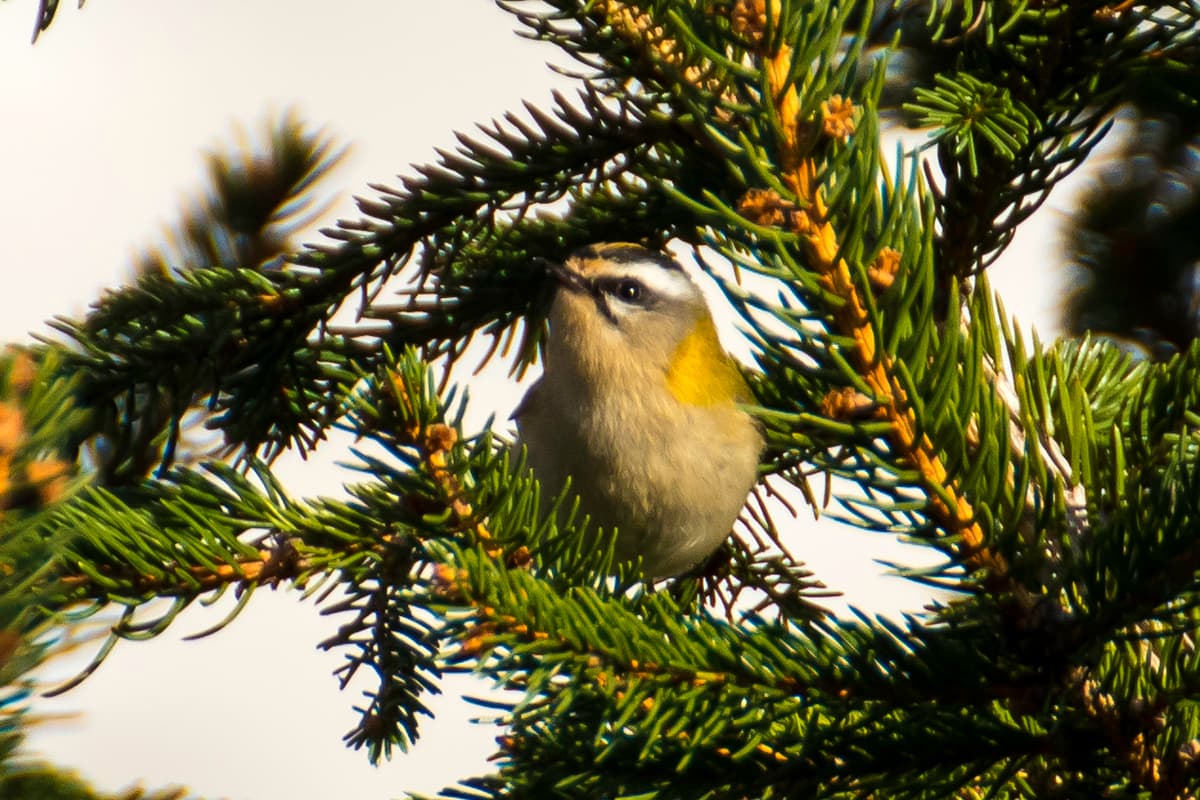 Vuurgoudhaan (Regulus ignicapilla) - Estreliña riscada