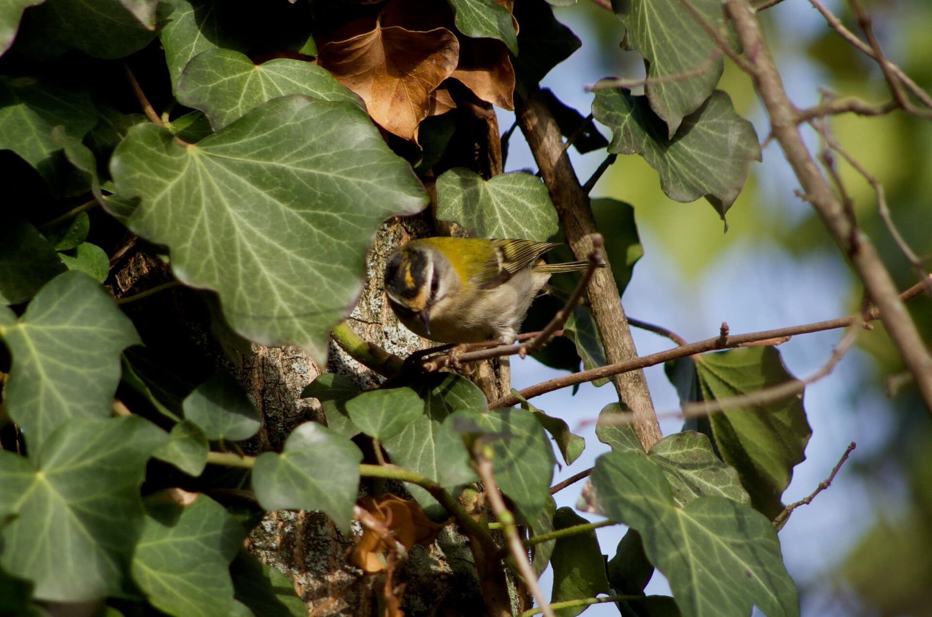 Vuurgoudhaan (Regulus ignicapilla) - Regulus ignicapilla 113902457