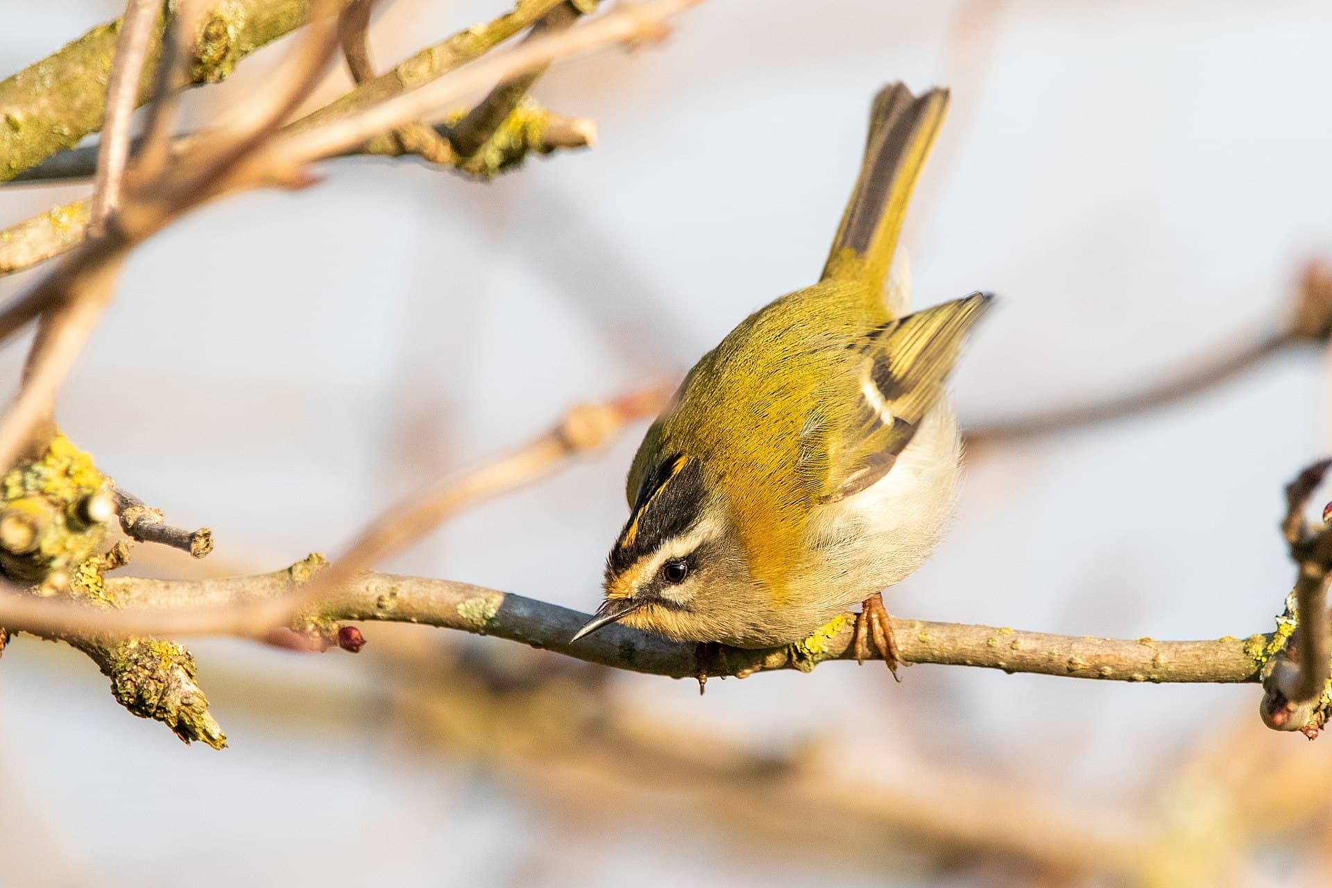 Vuurgoudhaan (Regulus ignicapilla) - Common firecrest Franconville 01