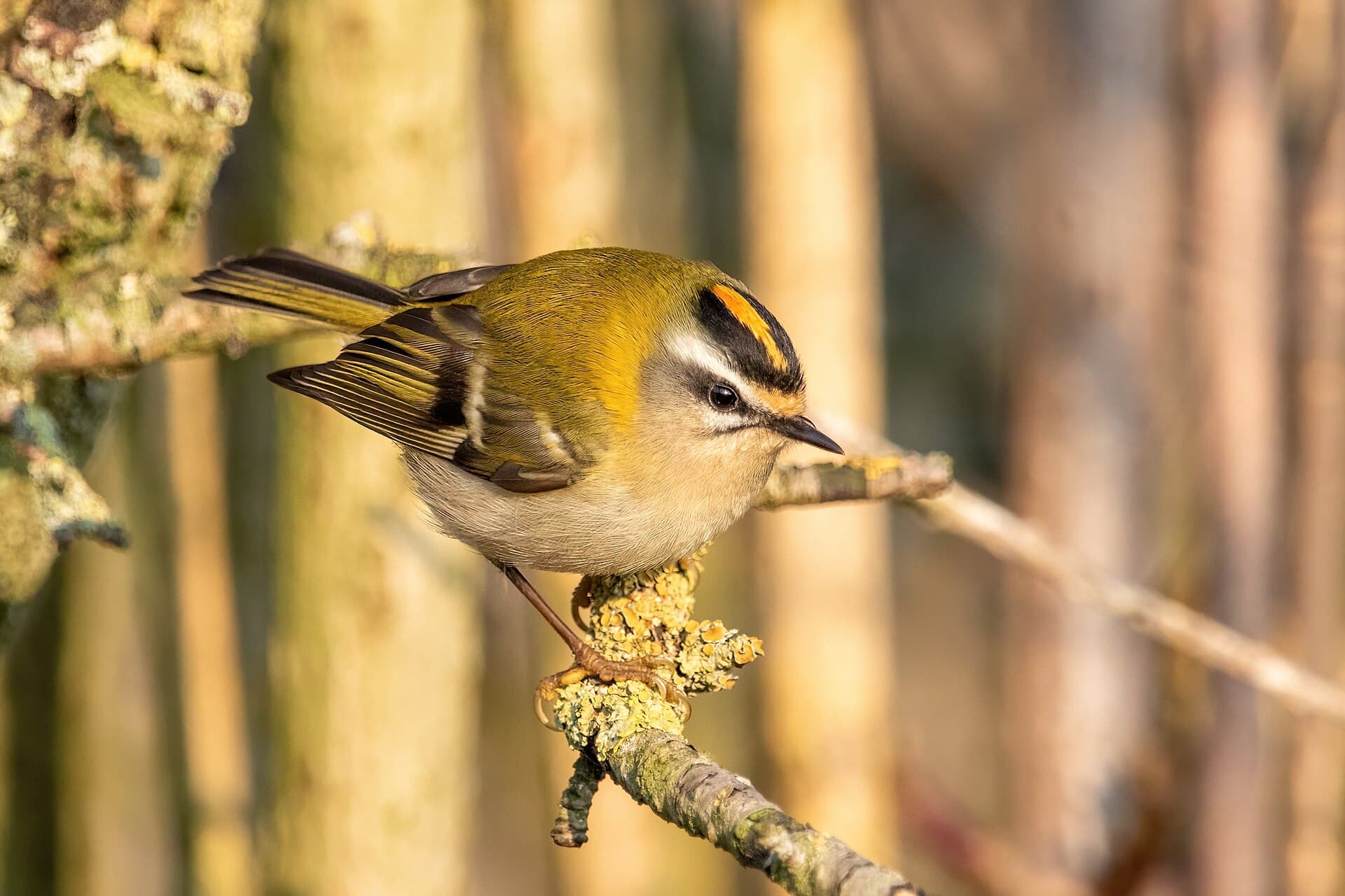Vuurgoudhaan (Regulus ignicapilla) - Common firecrest Franconville 03