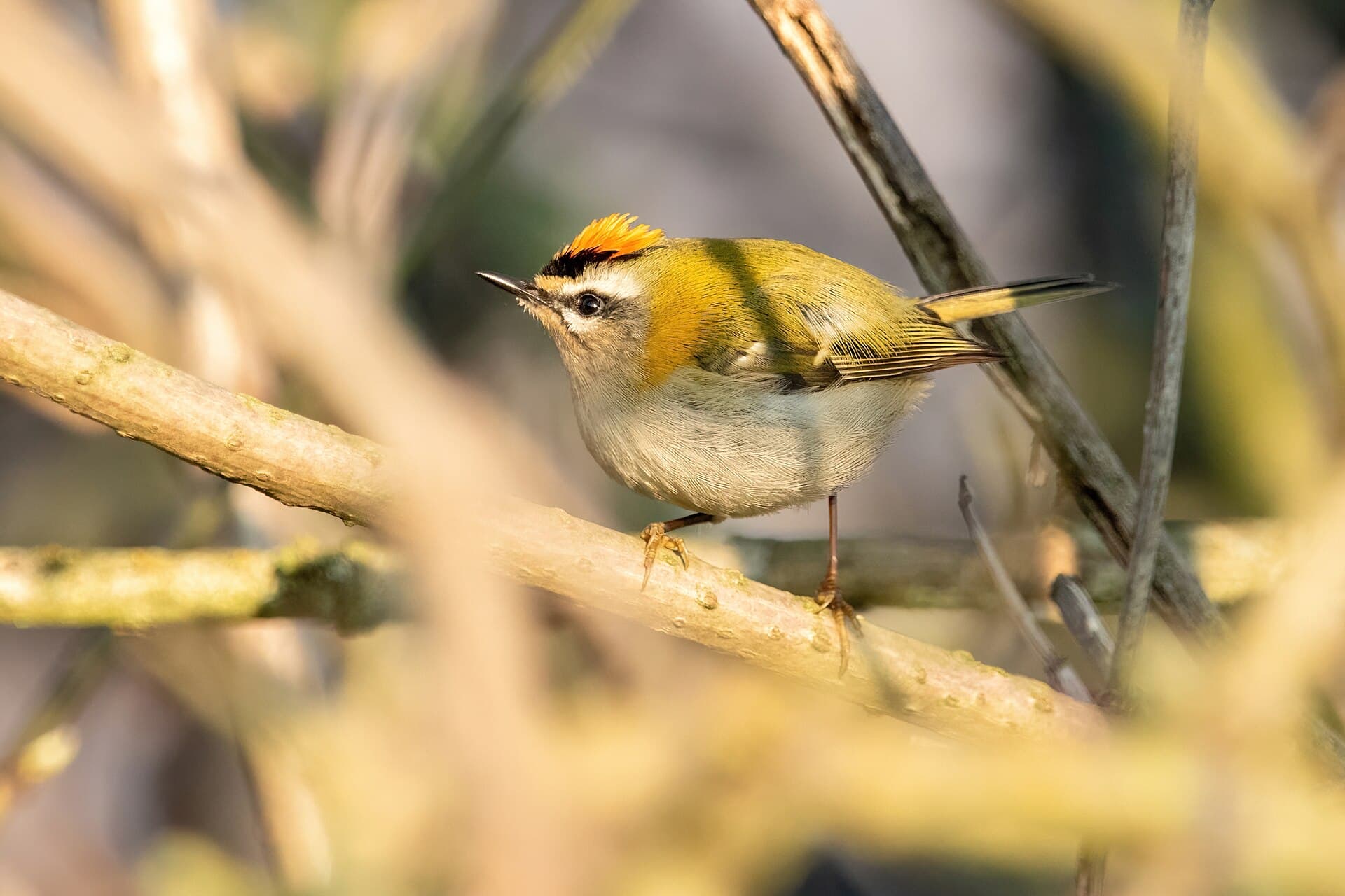 Vuurgoudhaan (Regulus ignicapilla) - Common firecrest Franconville 02