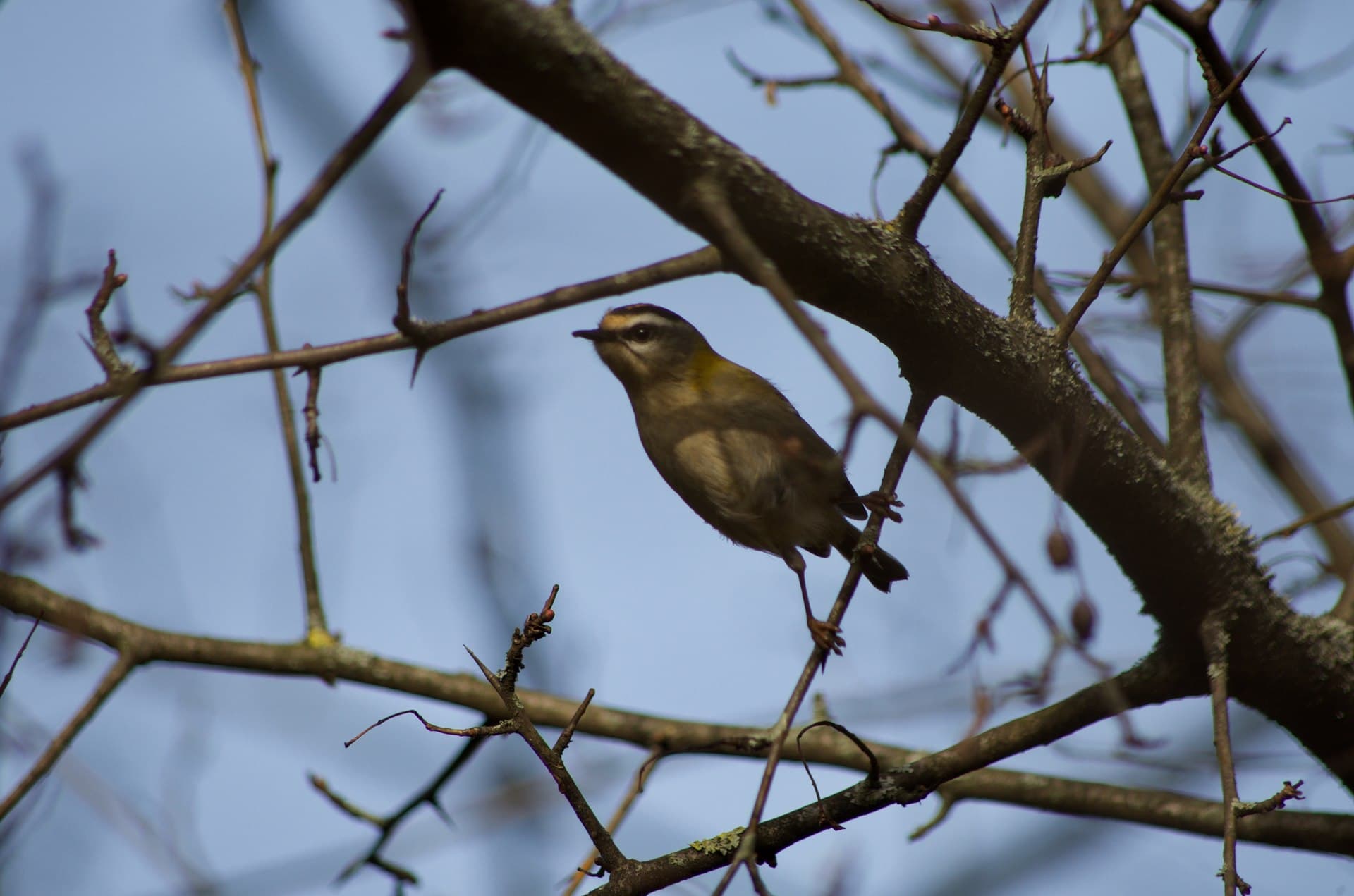 Vuurgoudhaan (Regulus ignicapilla) - Regulus ignicapilla 113902600