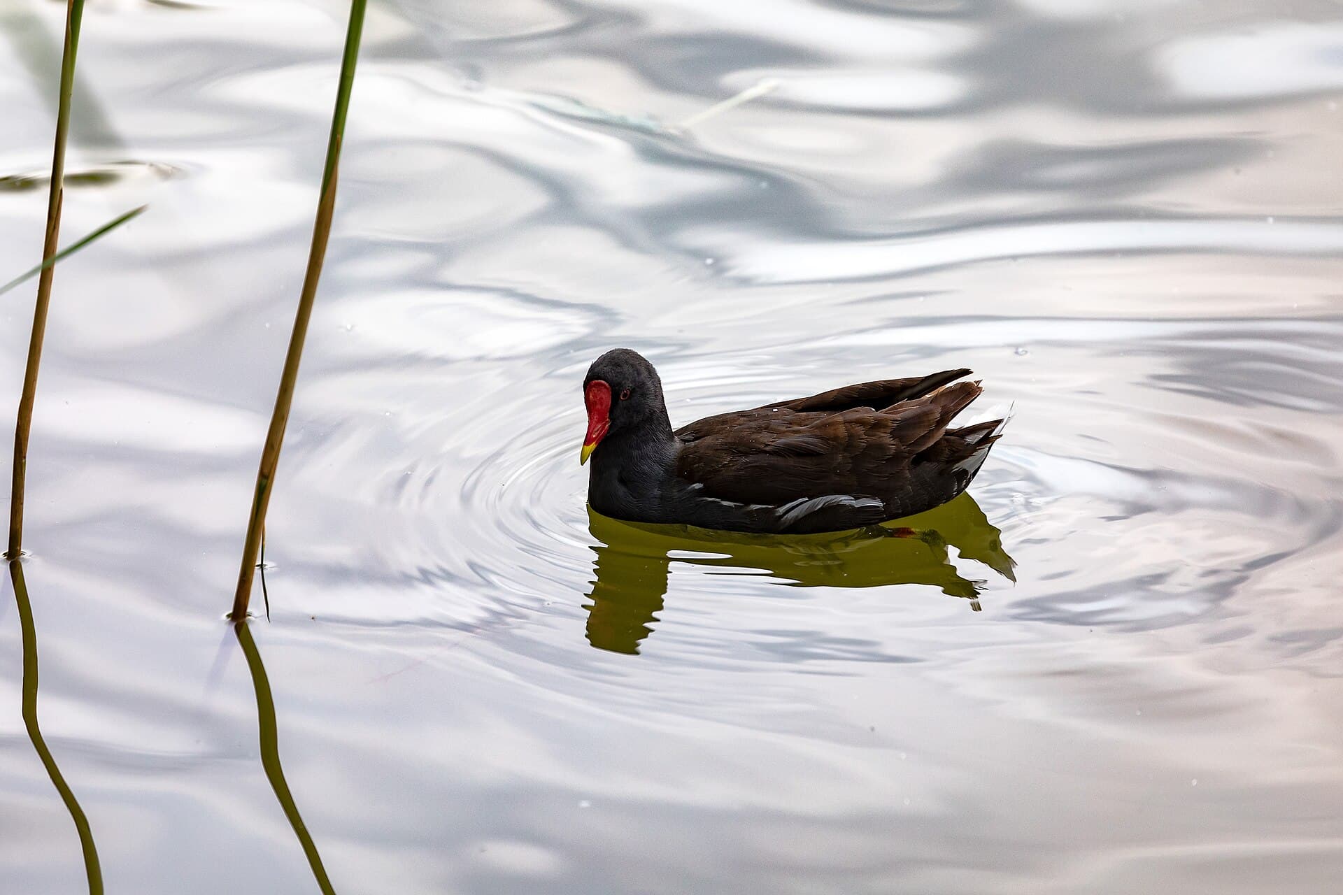 Waterhoen (Gallinula chloropus) - Donaupark Wien 2019-07-12 Irissee 18 Teichralle