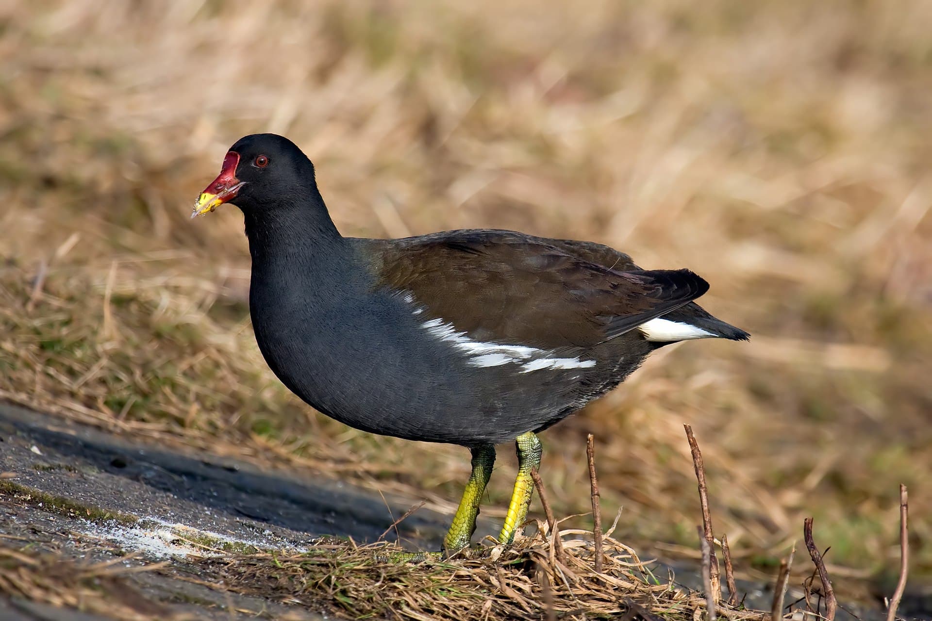 Waterhoen (Gallinula chloropus) - Common-Moorhen