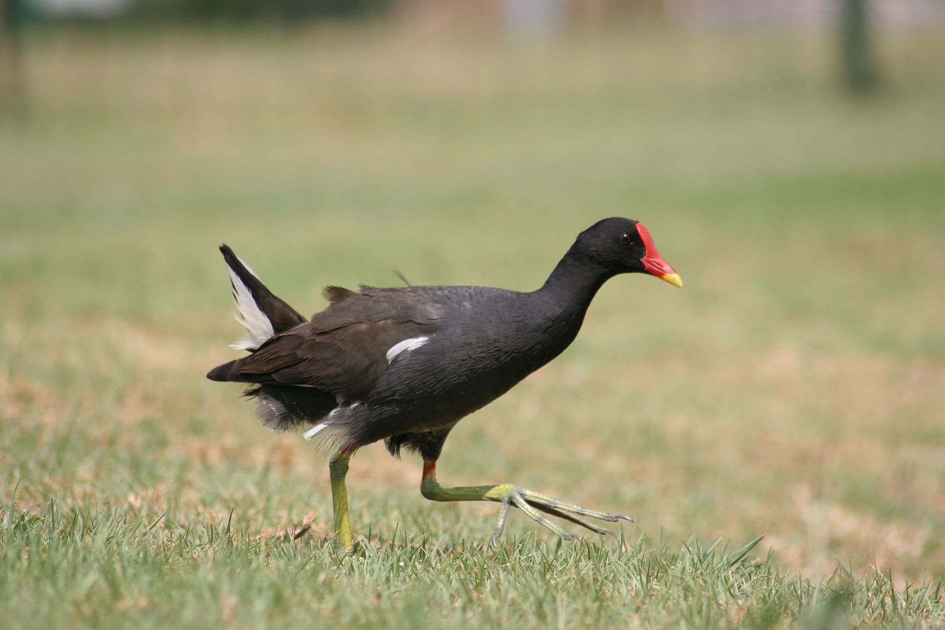 Waterhoen (Gallinula chloropus) - Gallinula chloropus meridionalis Modderfontein