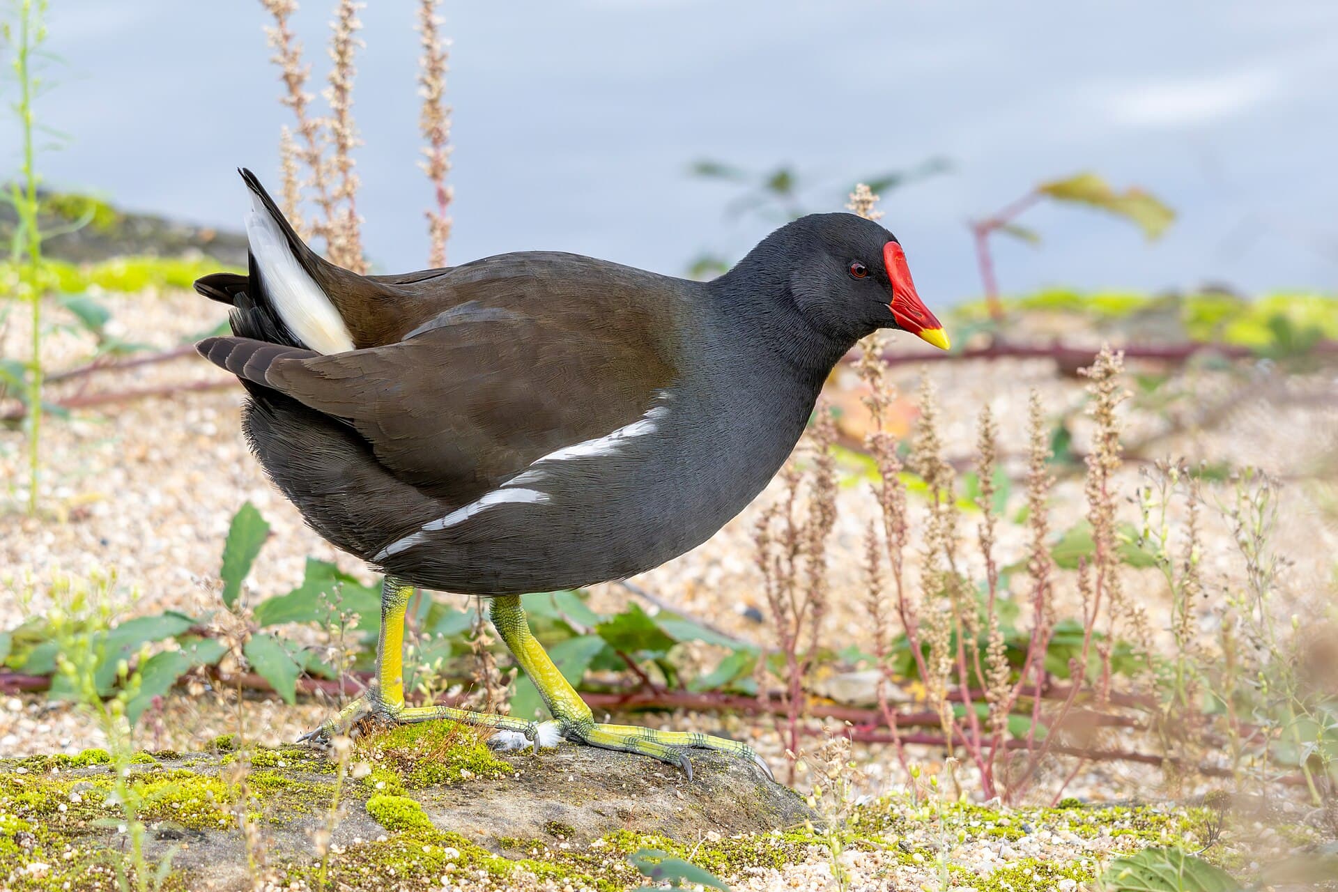 Waterhoen (Gallinula chloropus) - Common Moorhen 2023 11 11 03