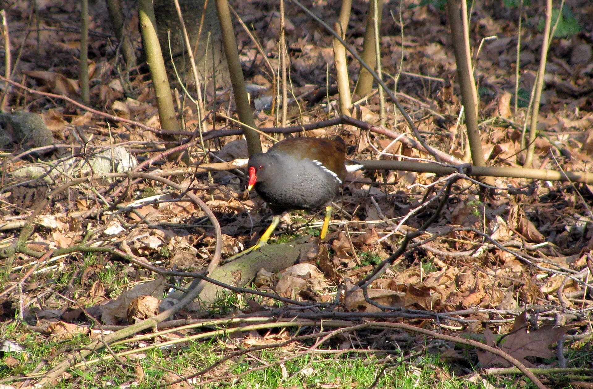 Waterhoen (Gallinula chloropus) - Tipulusteich bb03
