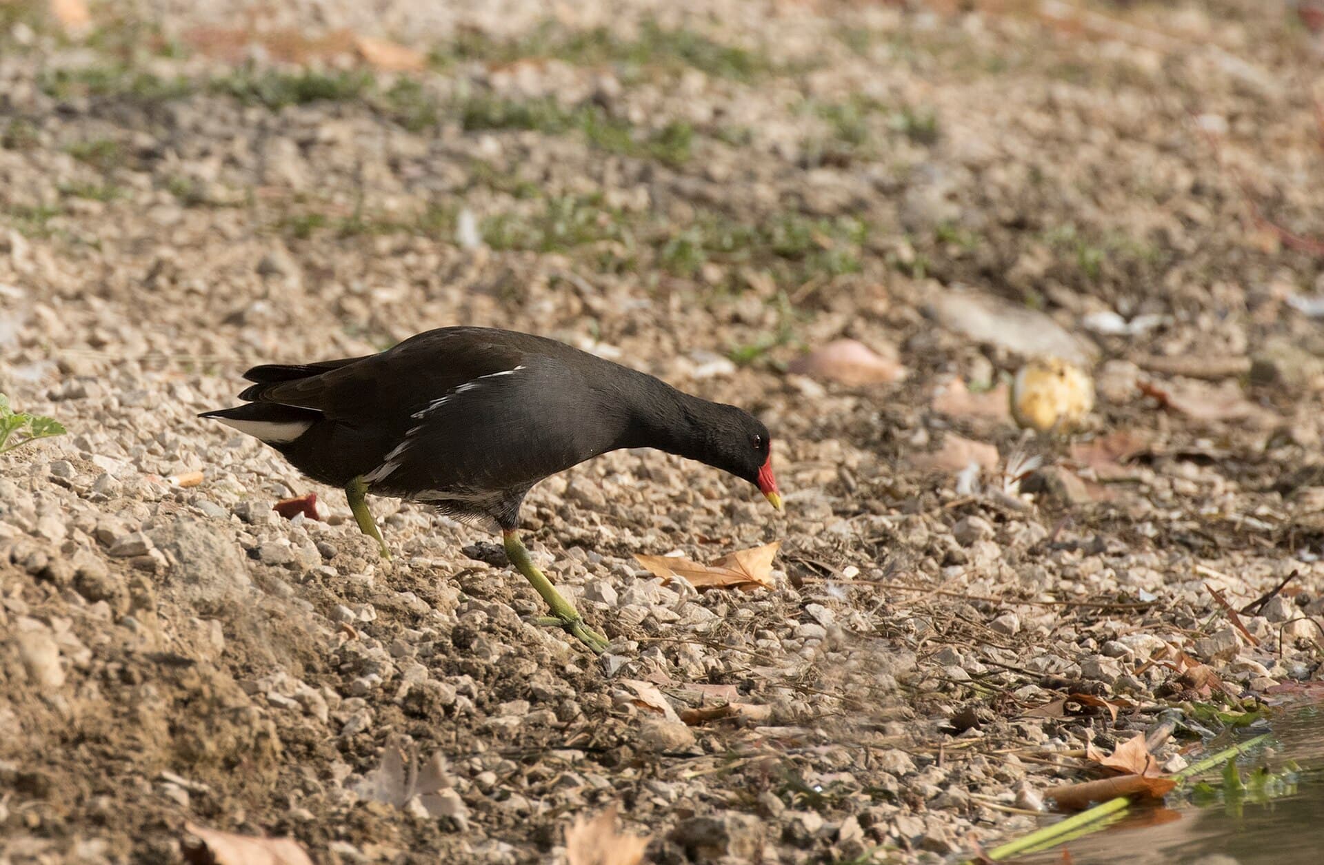 Waterhoen (Gallinula chloropus) - Gallinula chloropus - Common moorhen, Adana 2016-10-30 05-1