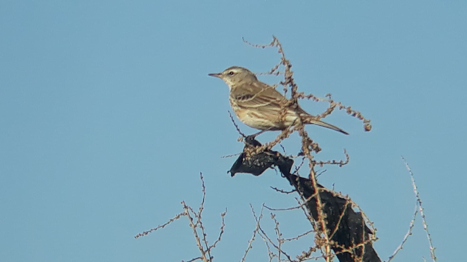 Waterpieper (Anthus spinoletta) - Water Pipit (Anthus spinoletta) in Baqubah - 7 Sha'ban 1447 AH (26 January 2026) طائر جشنة الماء في مدينة بعقوبة - ٧ شعبان ١٤٤٧ هـ (٢٦ كانون الثاني ٢٠٢٦) 02