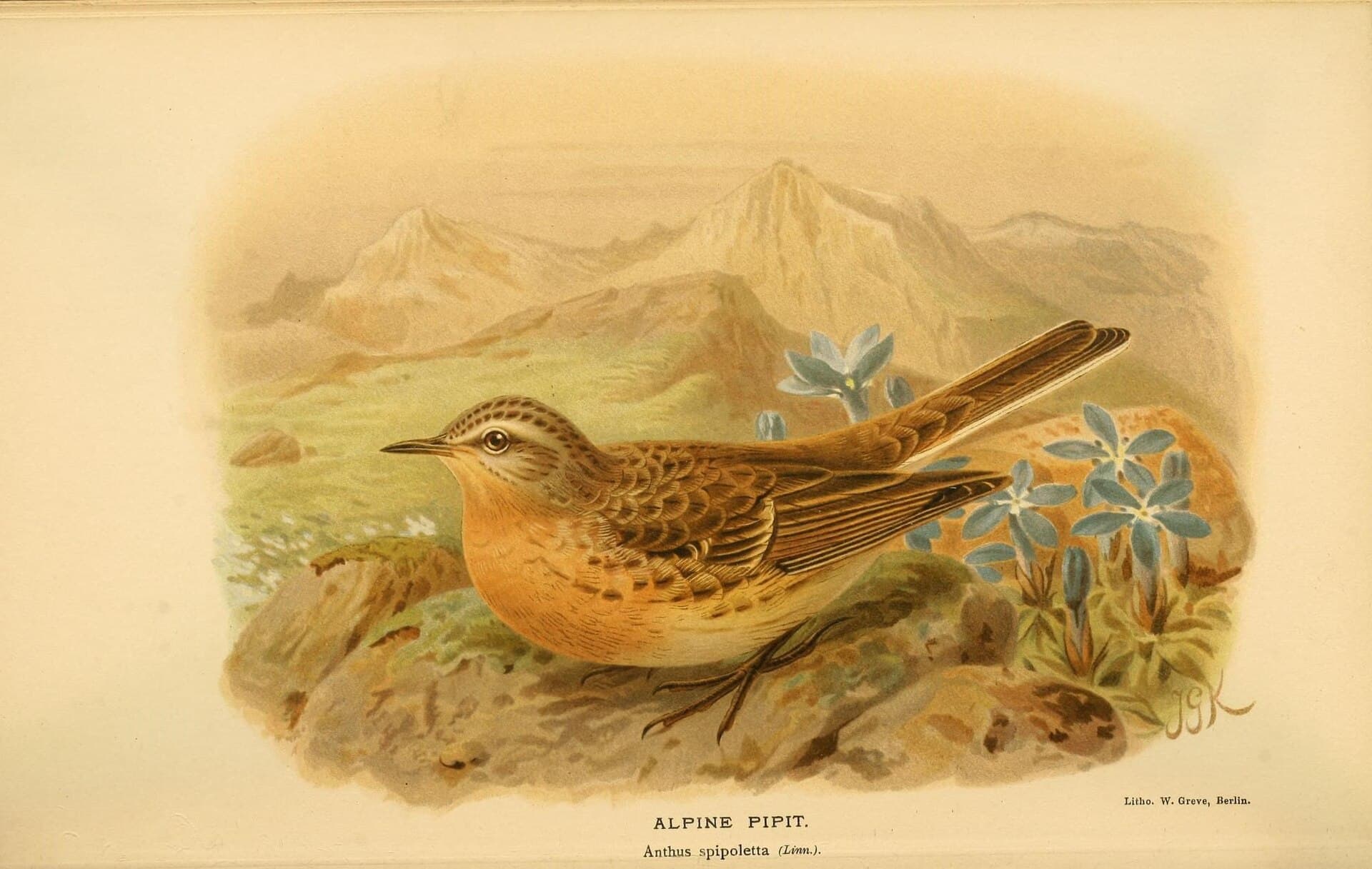 Waterpieper (Anthus spinoletta) - Coloured figures of the birds of the British Islands - issued by Lord Lilford (10036359725)