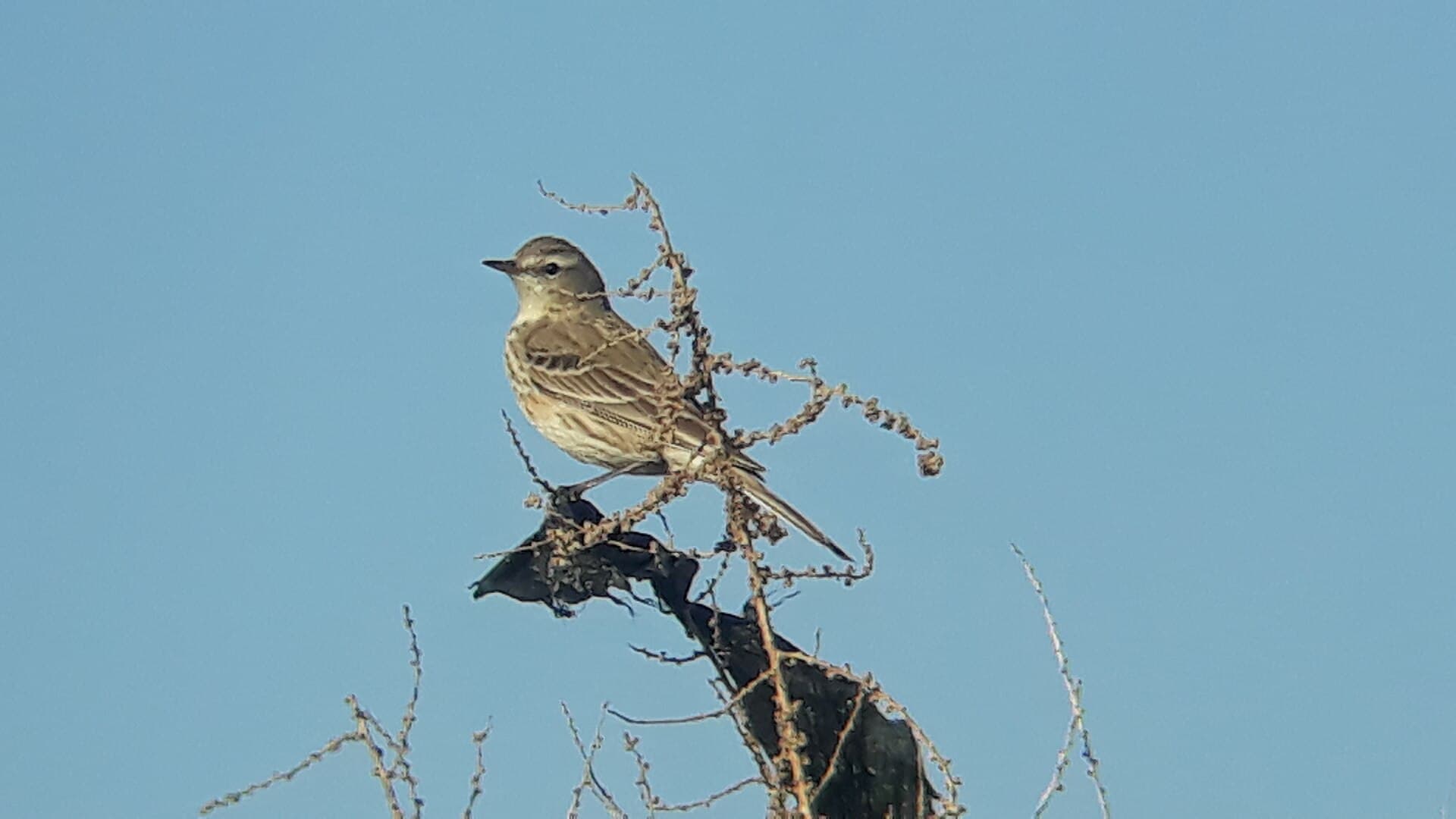 Waterpieper (Anthus spinoletta) - Water Pipit (Anthus spinoletta) in Baqubah - 7 Sha'ban 1447 AH (26 January 2026) طائر جشنة الماء في مدينة بعقوبة - ٧ شعبان ١٤٤٧ هـ (٢٦ كانون الثاني ٢٠٢٦) 04