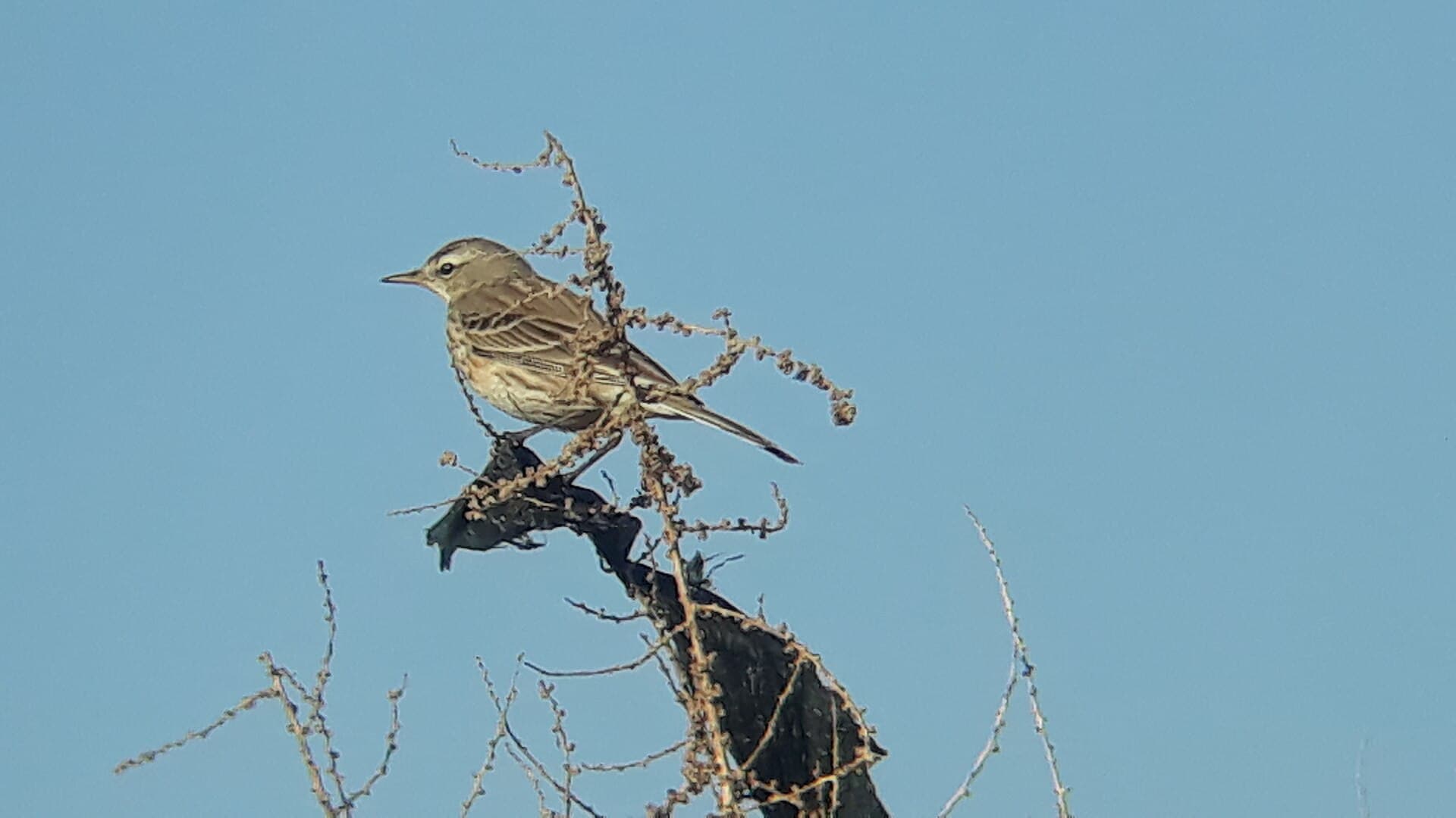 Waterpieper (Anthus spinoletta) - Water Pipit (Anthus spinoletta) in Baqubah - 7 Sha'ban 1447 AH (26 January 2026) طائر جشنة الماء في مدينة بعقوبة - ٧ شعبان ١٤٤٧ هـ (٢٦ كانون الثاني ٢٠٢٦) 03