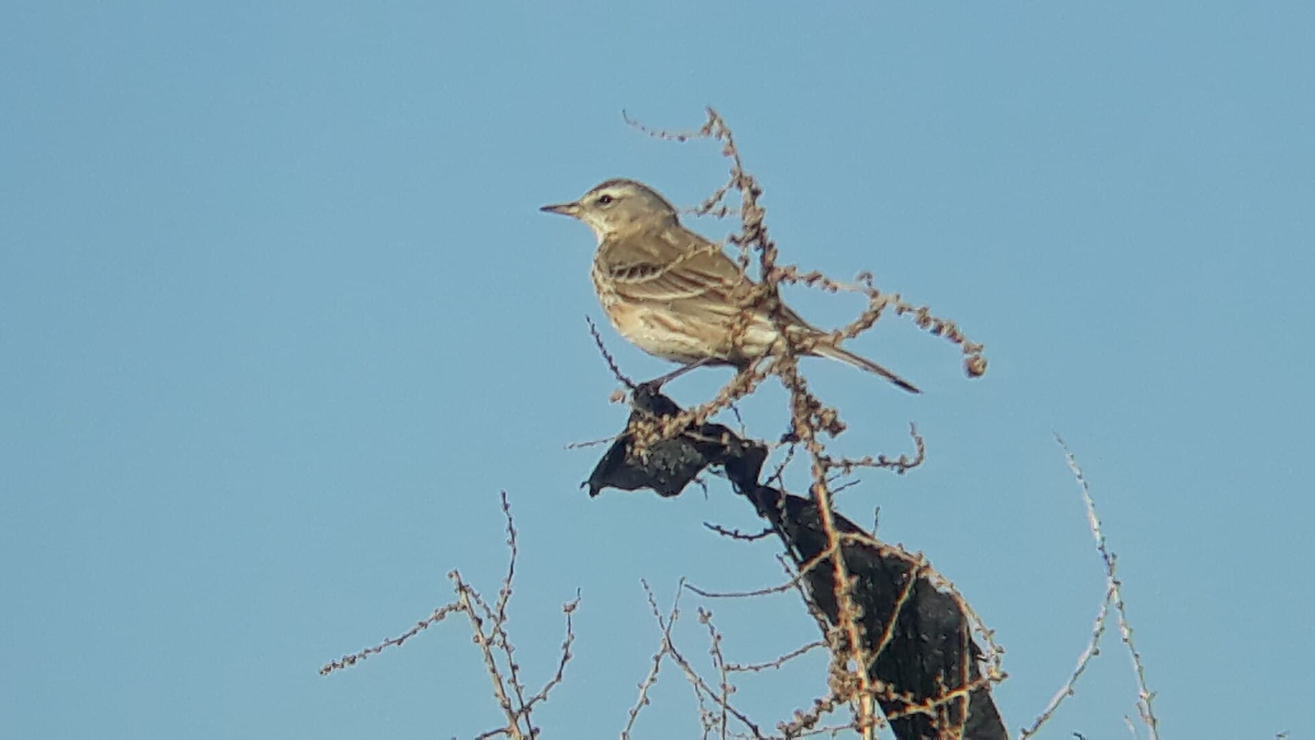 Waterpieper (Anthus spinoletta) - Water Pipit (Anthus spinoletta) in Baqubah - 7 Sha'ban 1447 AH (26 January 2026) طائر جشنة الماء في مدينة بعقوبة - ٧ شعبان ١٤٤٧ هـ (٢٦ كانون الثاني ٢٠٢٦) 01