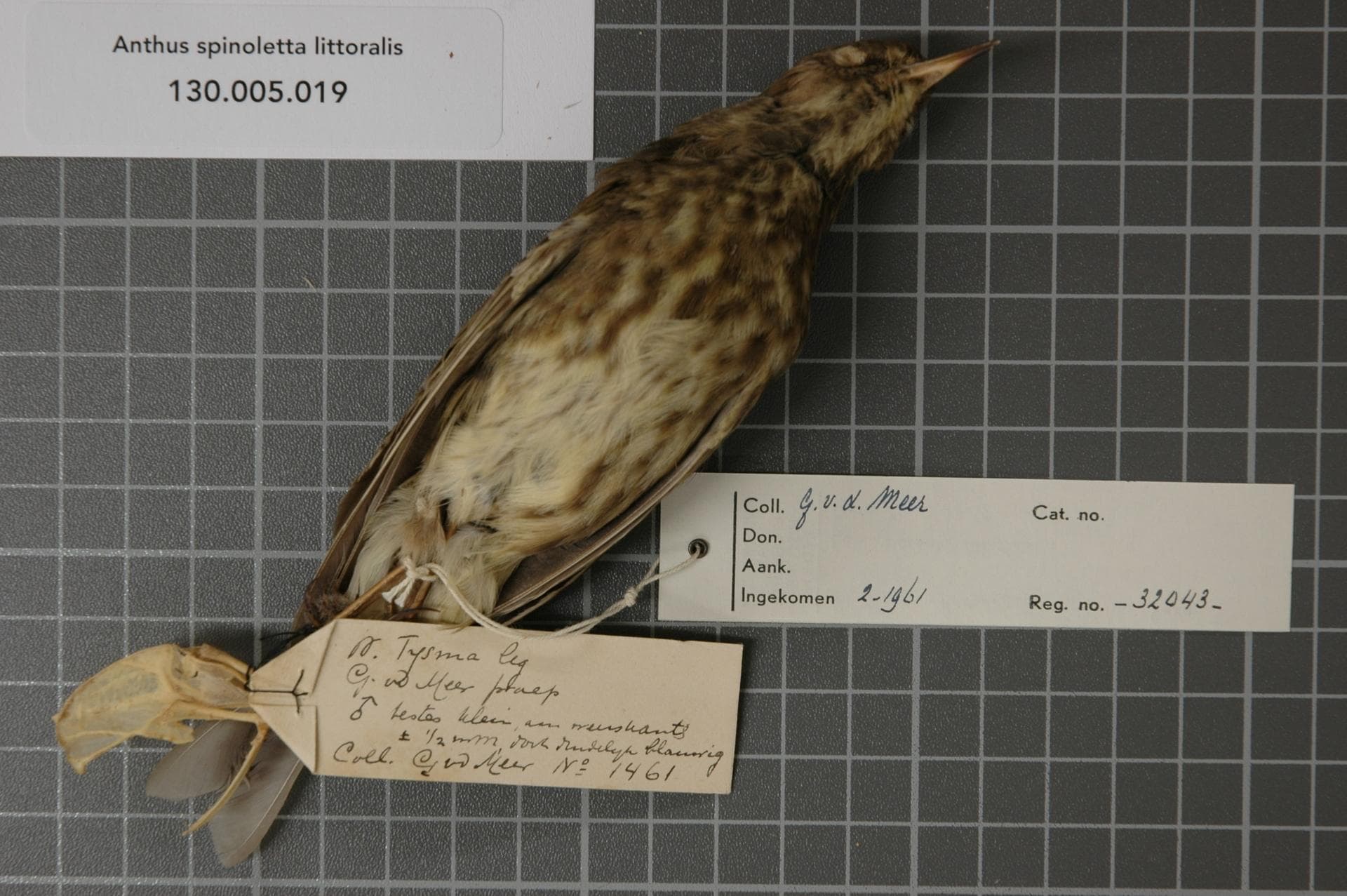 Waterpieper (Anthus spinoletta) - Naturalis Biodiversity Center - RMNH.AVES.32043 2 - Anthus spinoletta littoralis Brehm, 1823 - Motacillidae - bird skin specimen