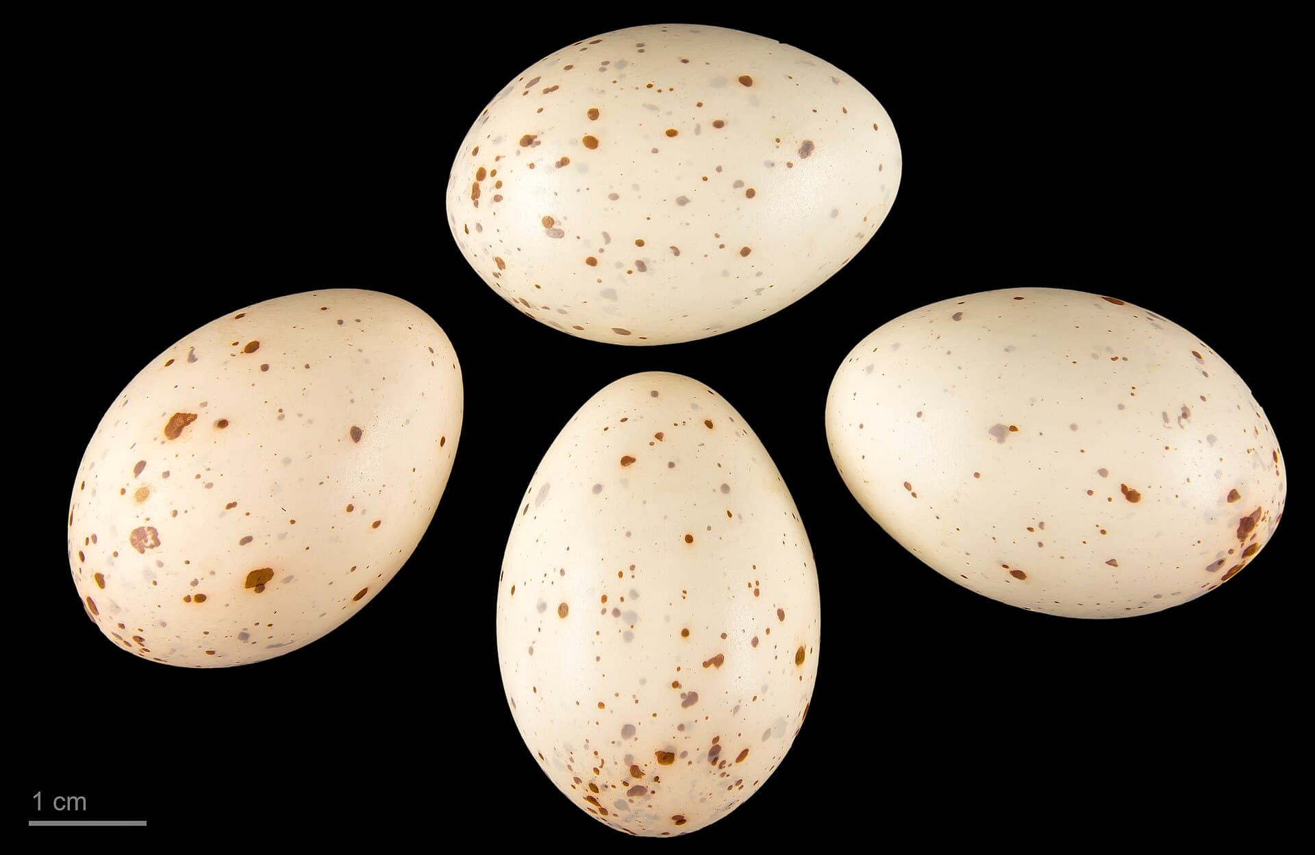 Waterral (Rallus aquaticus) - Rallus aquaticus MHNT.ZOO.2010.11.66.1