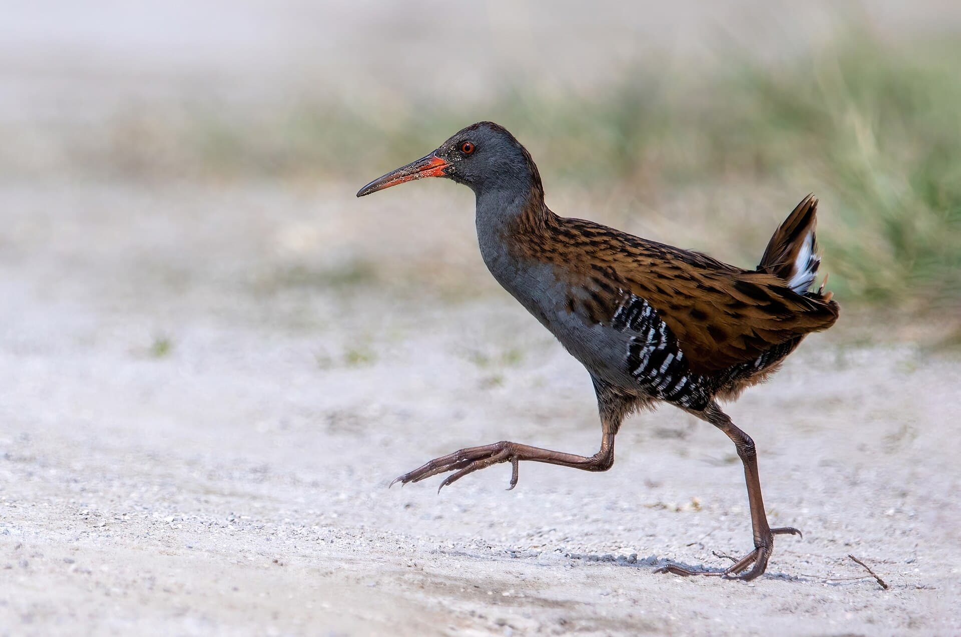 Waterral (Rallus aquaticus) - Water rail 2022 04 30 02