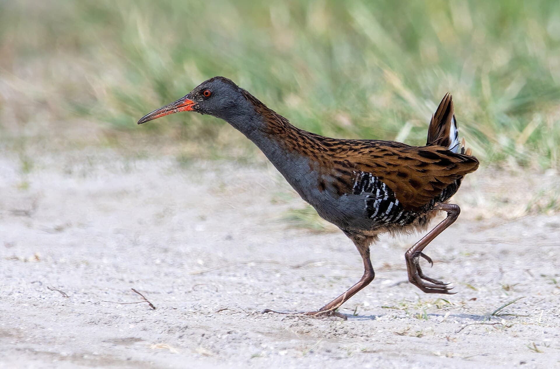 Waterral (Rallus aquaticus) - Water rail 2022 04 30 01