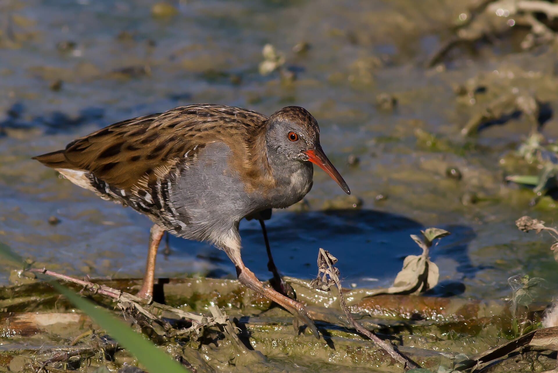 Waterral (Rallus aquaticus) - Rallus aquaticus - Ralaqu