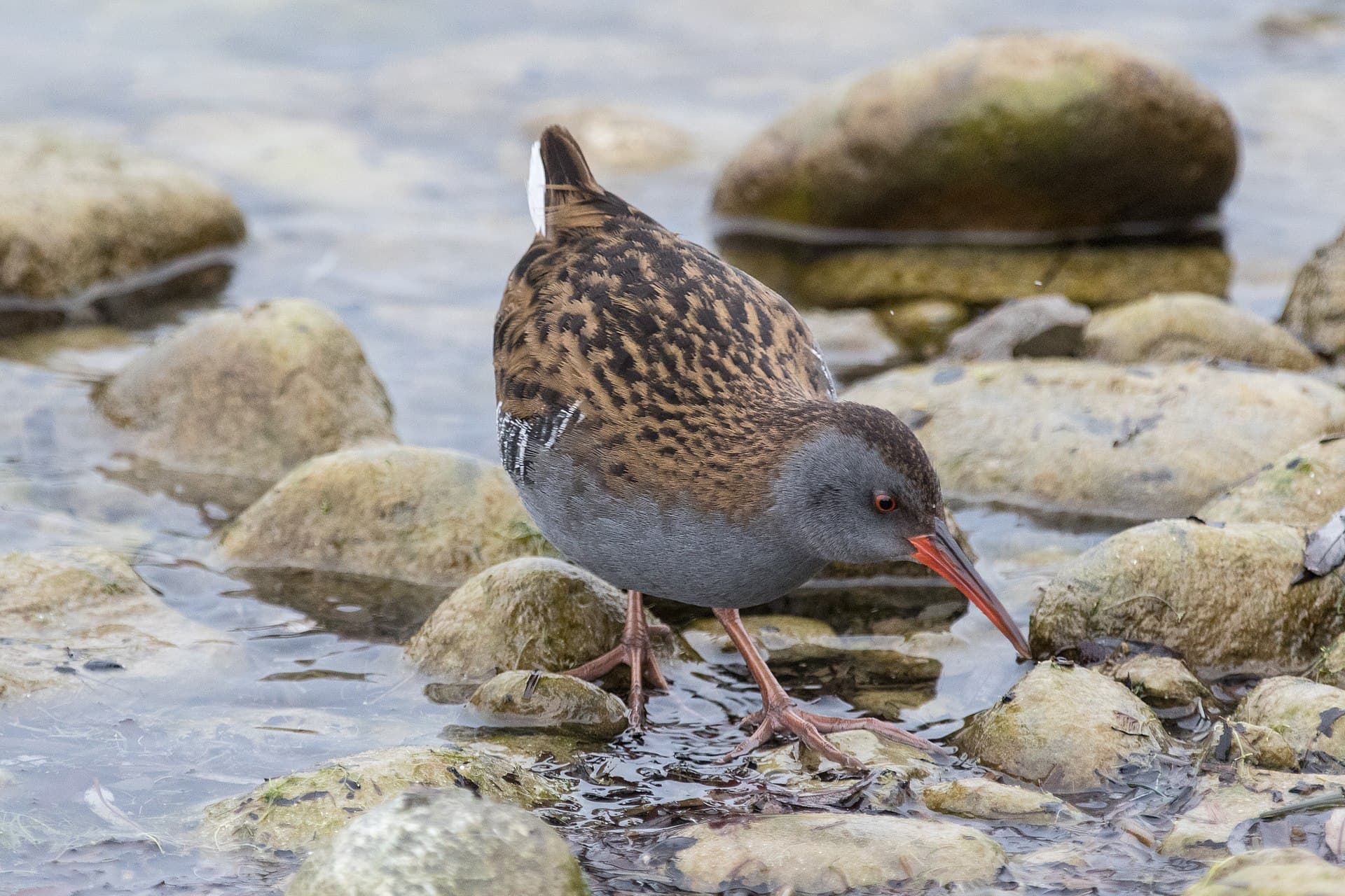 Waterral (Rallus aquaticus) - Wasserralle Bodensee