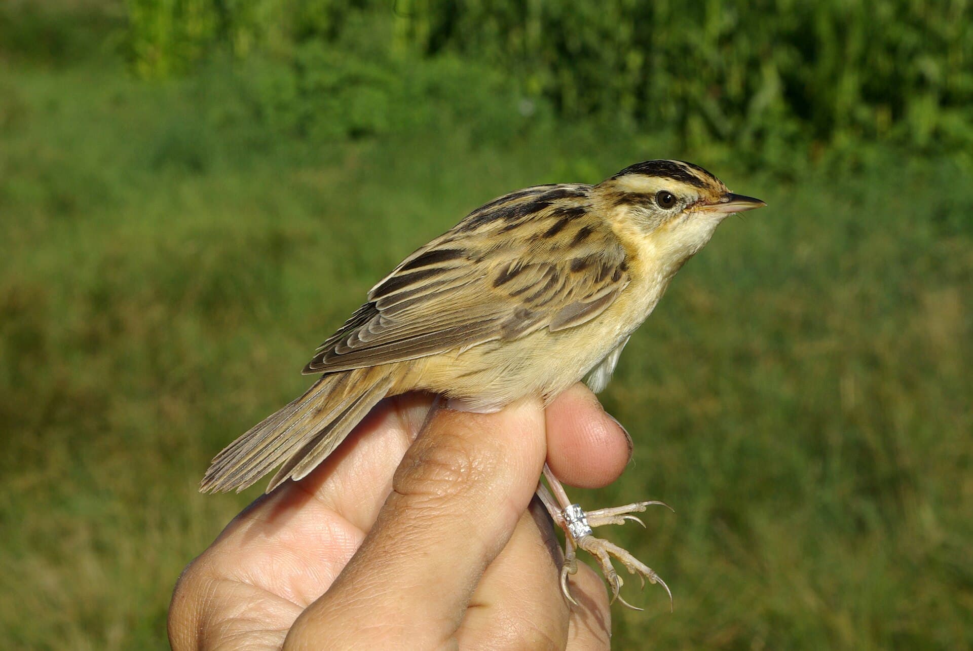 Waterrietzanger (Acrocephalus paludicola) - Acrocephalus paludicola 2 by-dpc