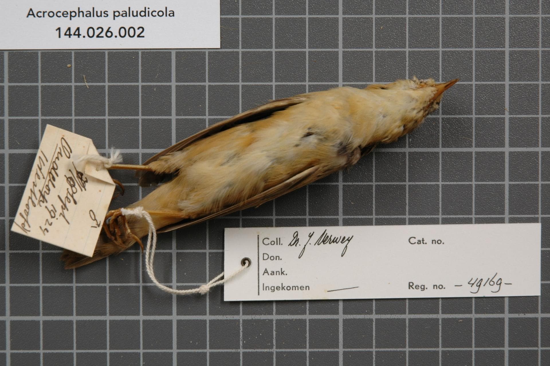 Waterrietzanger (Acrocephalus paludicola) - Naturalis Biodiversity Center - RMNH.AVES.49169 2 - Acrocephalus paludicola (Vieillot, 1817) - Sylviidae - bird skin specimen