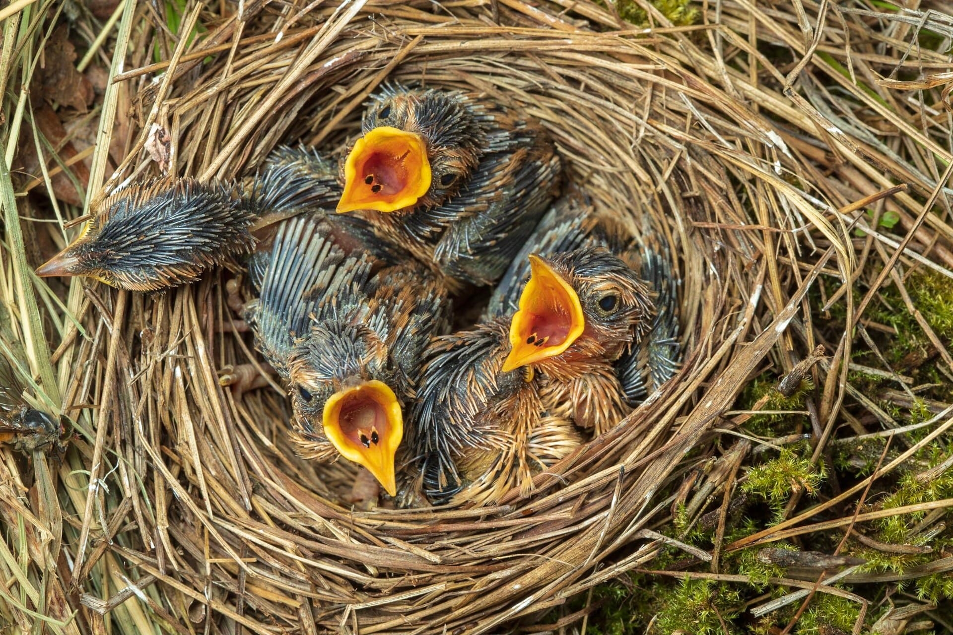 Waterrietzanger (Acrocephalus paludicola) - Aquatic Warbler Chicks
