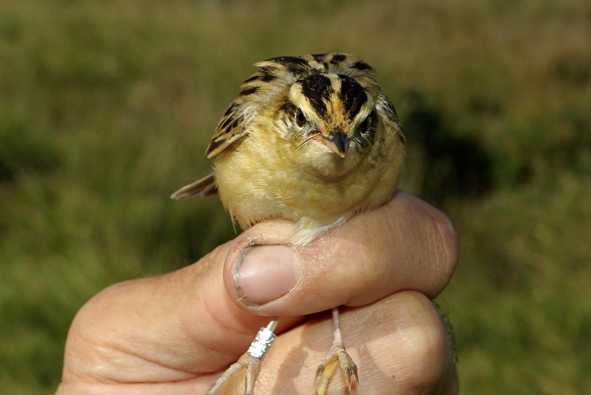 Waterrietzanger (Acrocephalus paludicola) - Acrocephalus paludicola 3 by-dpc