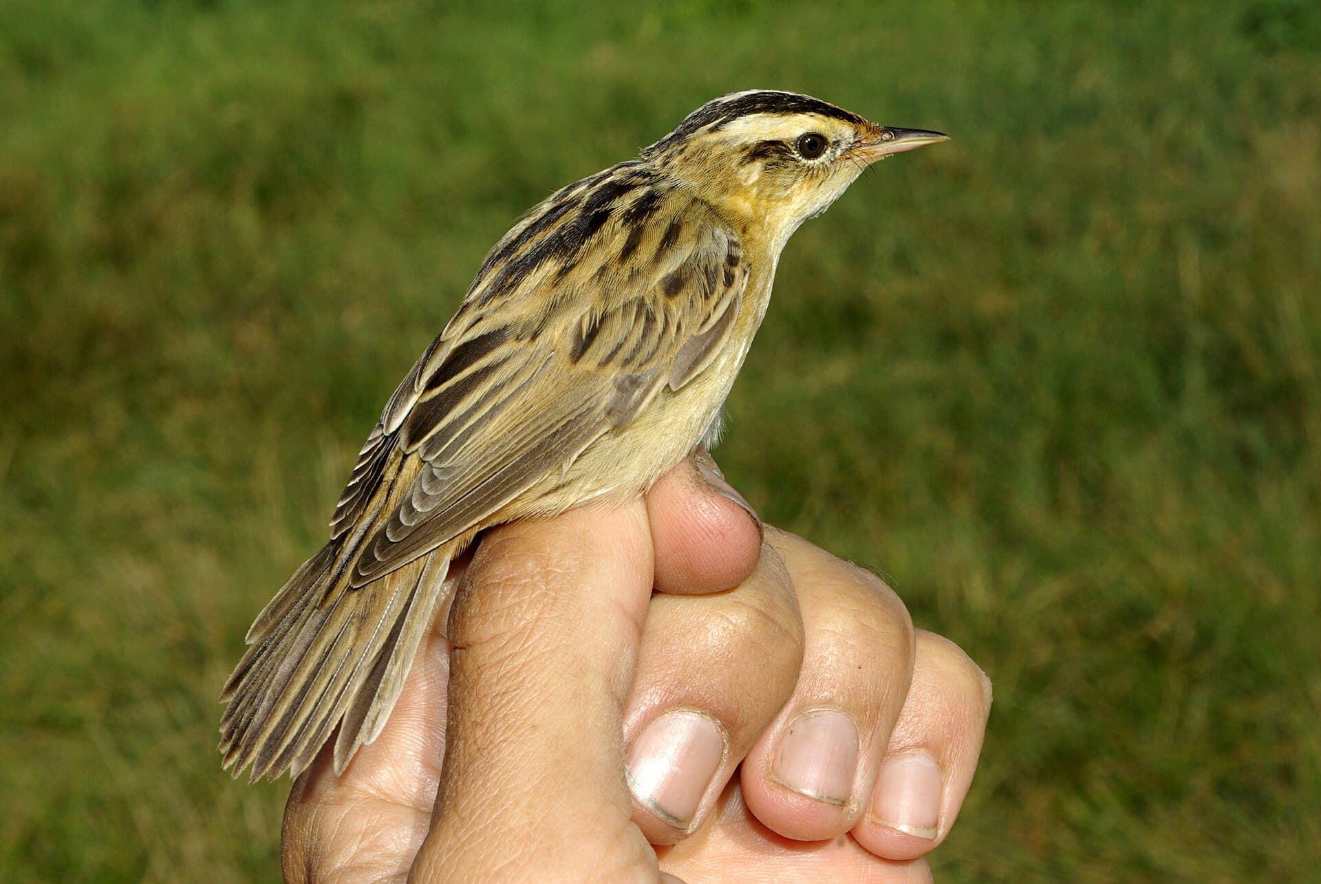 Waterrietzanger (Acrocephalus paludicola) - Acrocephalus paludicola 5 by-dpc