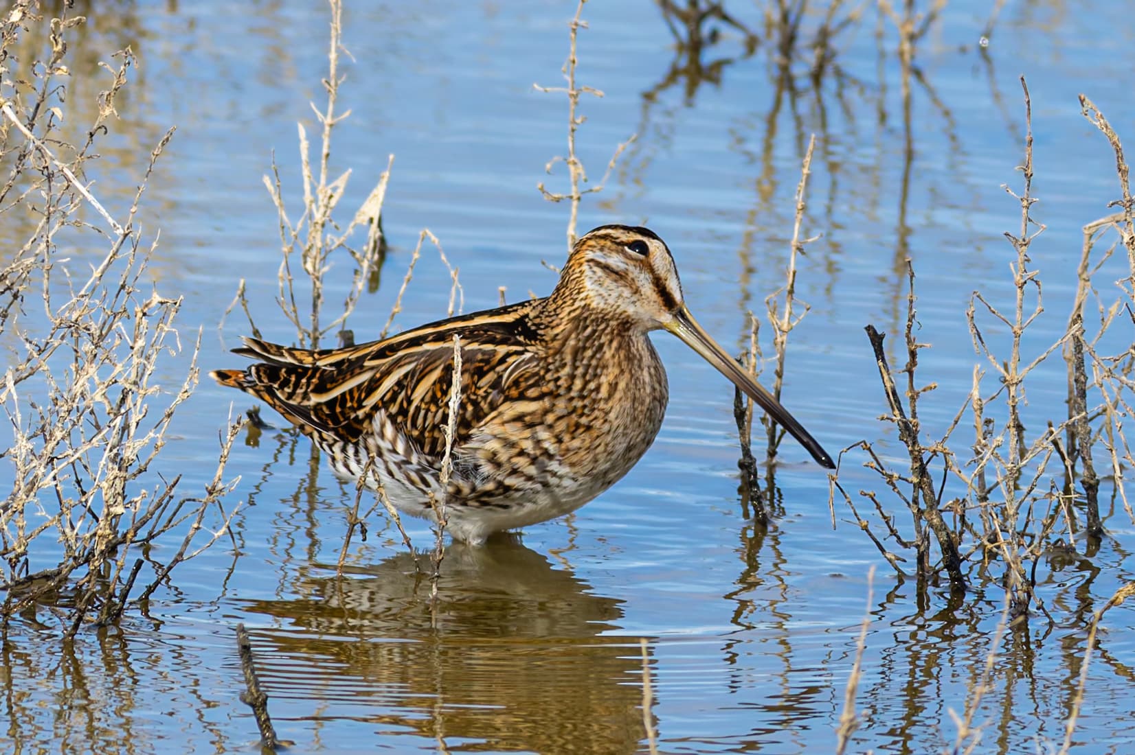Watersnip (Gallinago gallinago) - Bekassine (Blick nach oben)