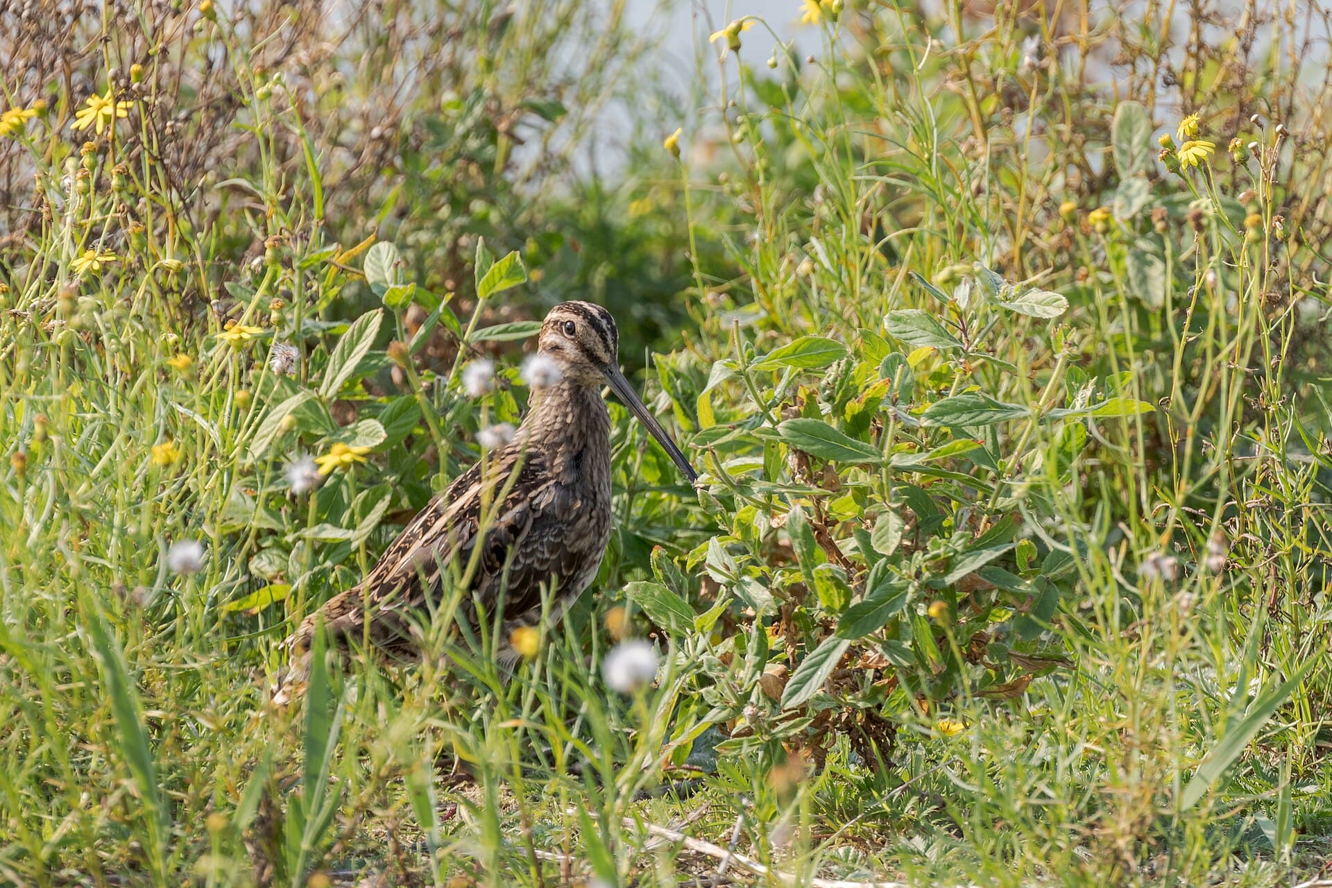 Watersnip (Gallinago gallinago) - Bekassine nahe der Schleswig-Holsteinischen Nordsee