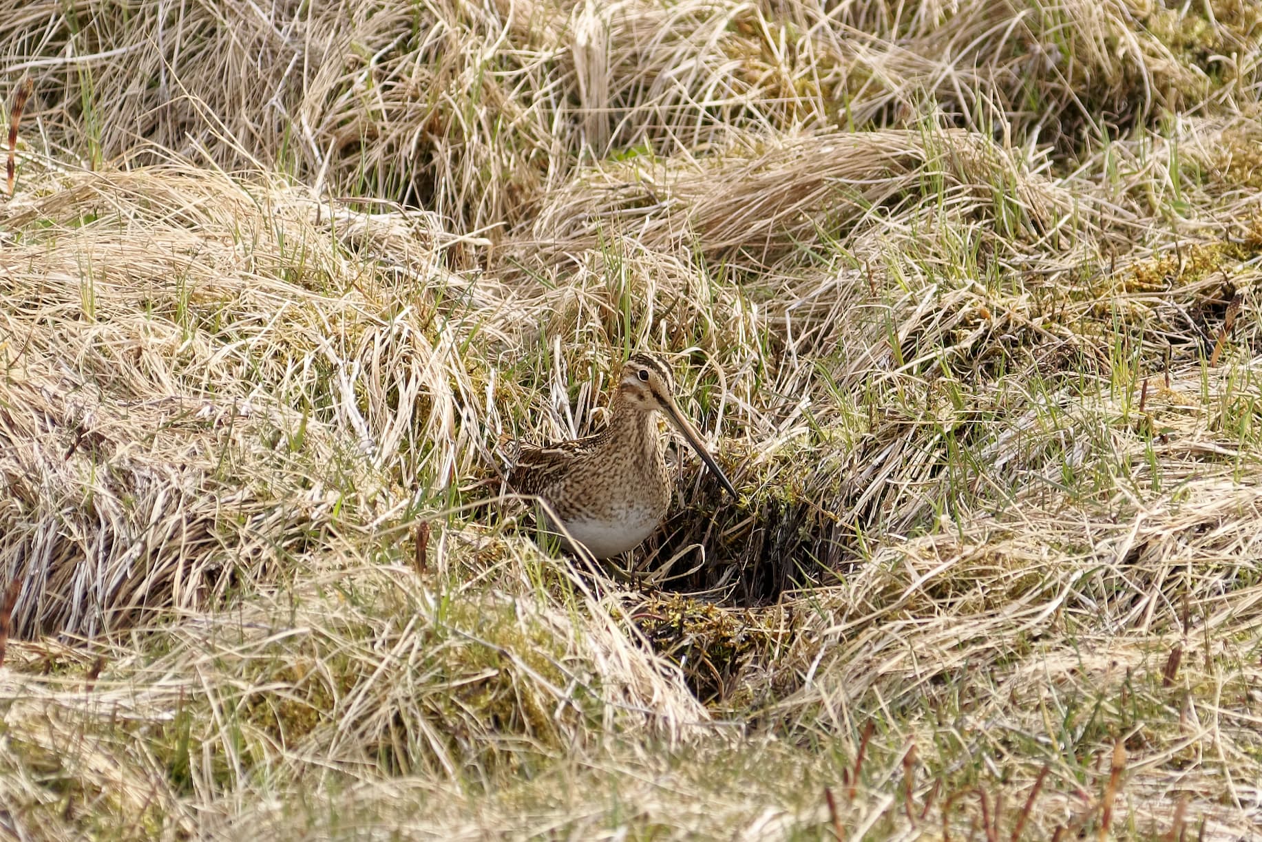 Watersnip (Gallinago gallinago) - Common snipe near Seljalandsfoss, Iceland, 20230501 1354 3965