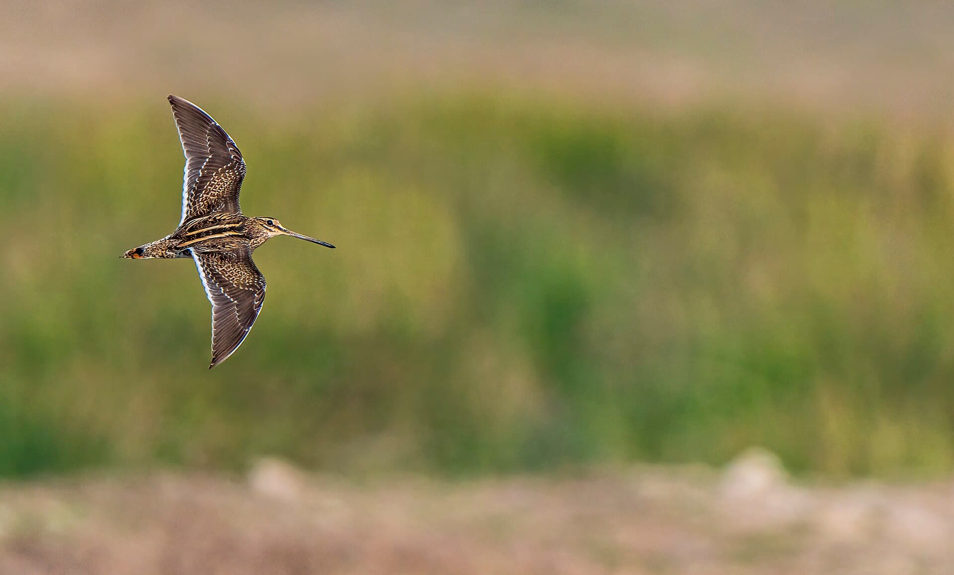 Watersnip (Gallinago gallinago) - The common snipe in flight