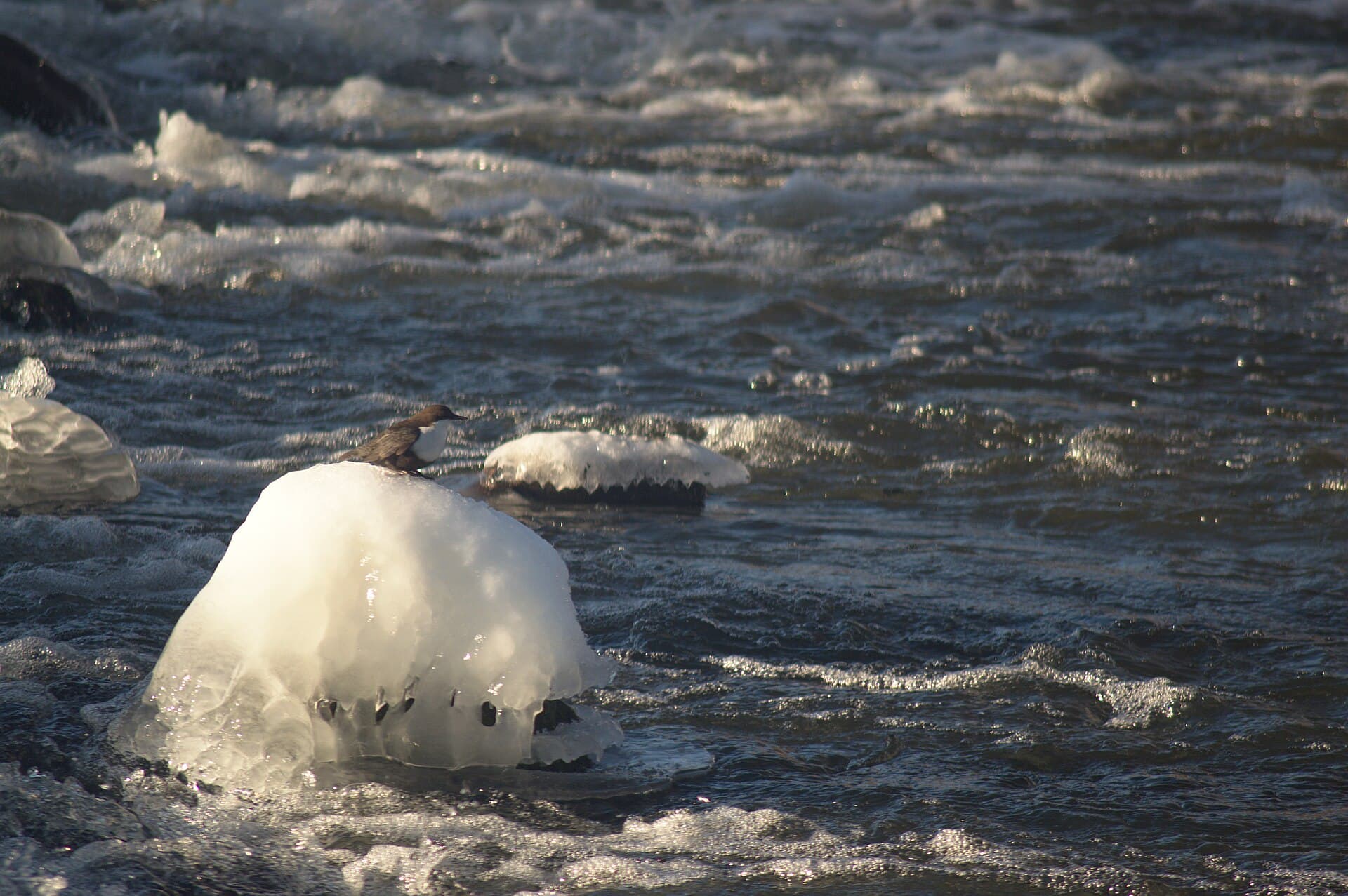 Waterspreeuw (Cinclus cinclus) - Strömstare (Cinclus cinclus), Eskilstuna, Sweden, February 2015 0006