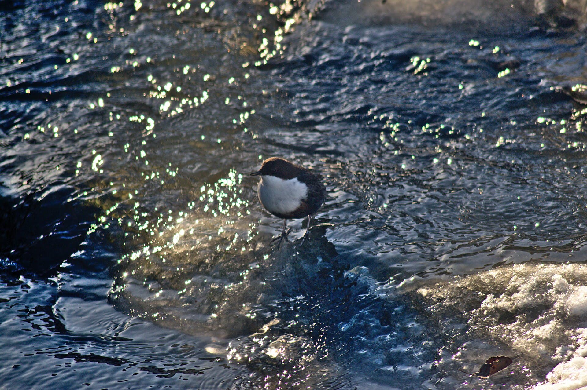 Waterspreeuw (Cinclus cinclus) - Strömstare (Cinclus cinclus), Eskilstuna, Sweden, February 2015 0016