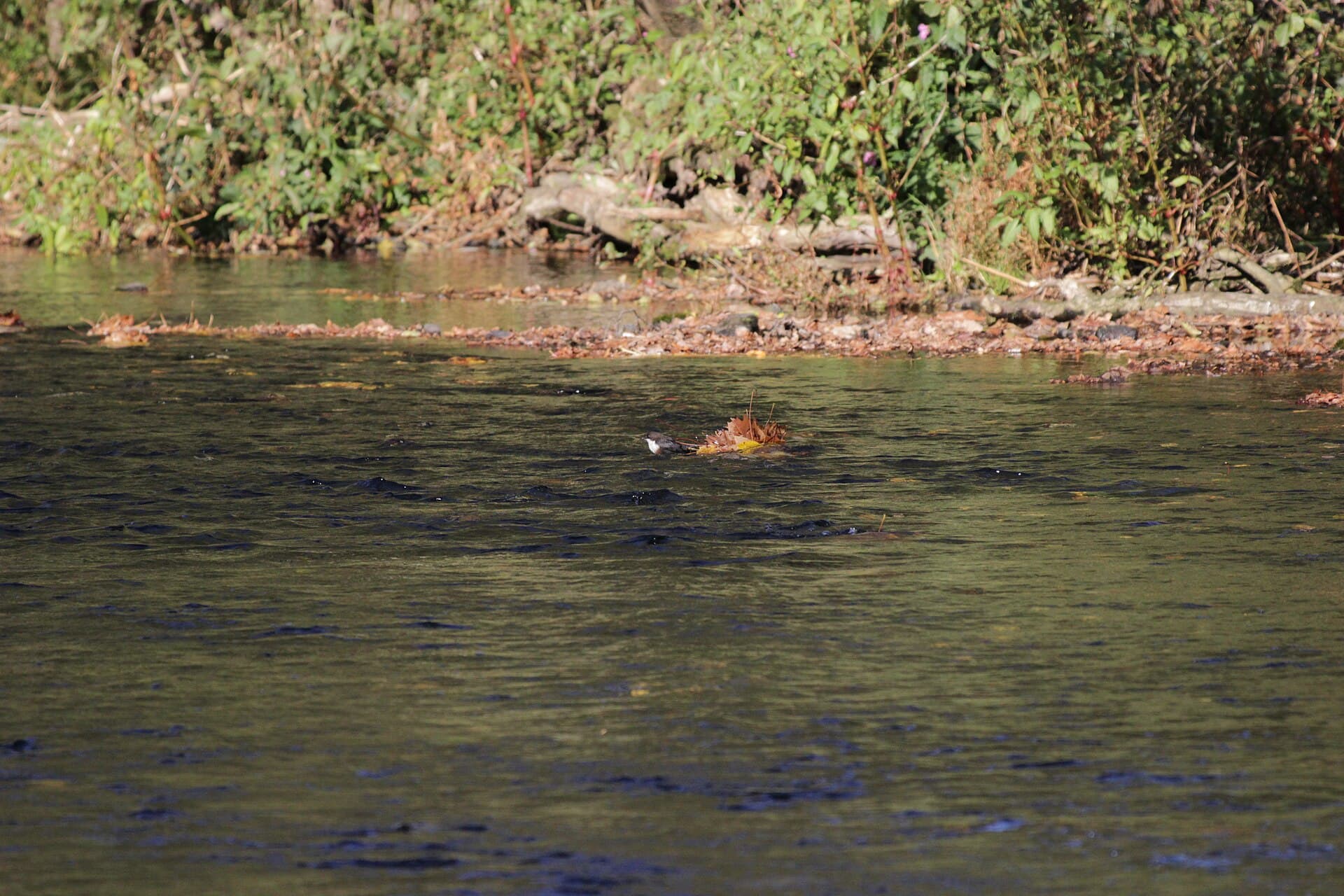 Waterspreeuw (Cinclus cinclus) - Radevormwald-0069