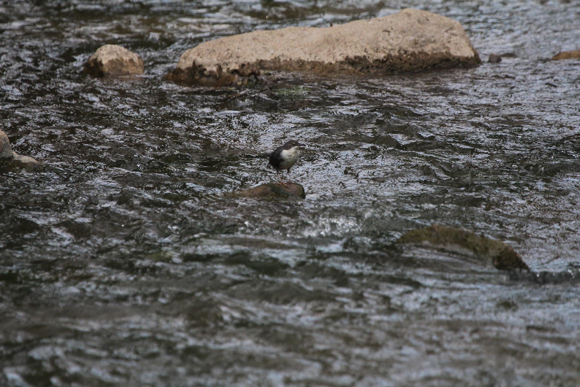 Waterspreeuw (Cinclus cinclus) - Cinclus cinclus, Kanjon reke Jerme, Srbija (246)