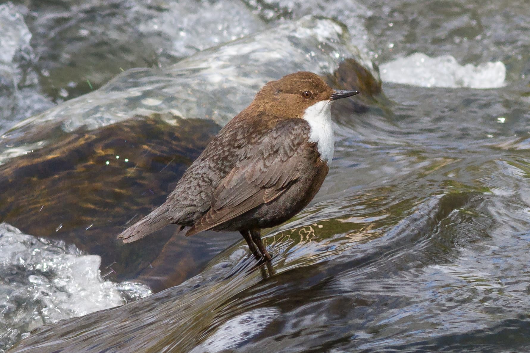 Waterspreeuw (Cinclus cinclus) - Wasseramsel30 Hessen,Auenverbund Lahn-Ohm,LSG2534009