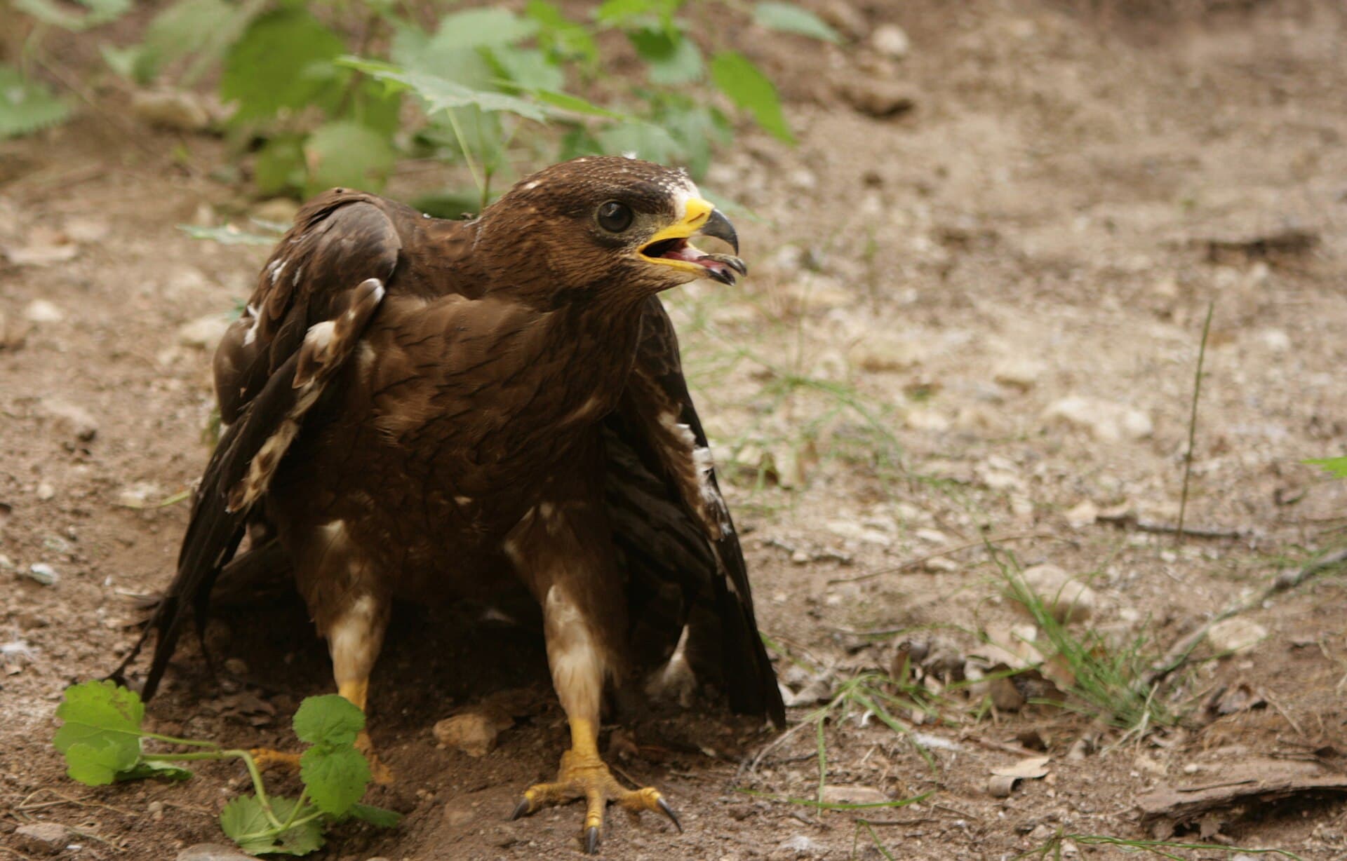 Wespendief (Pernis apivorus) - Herilaseviu.