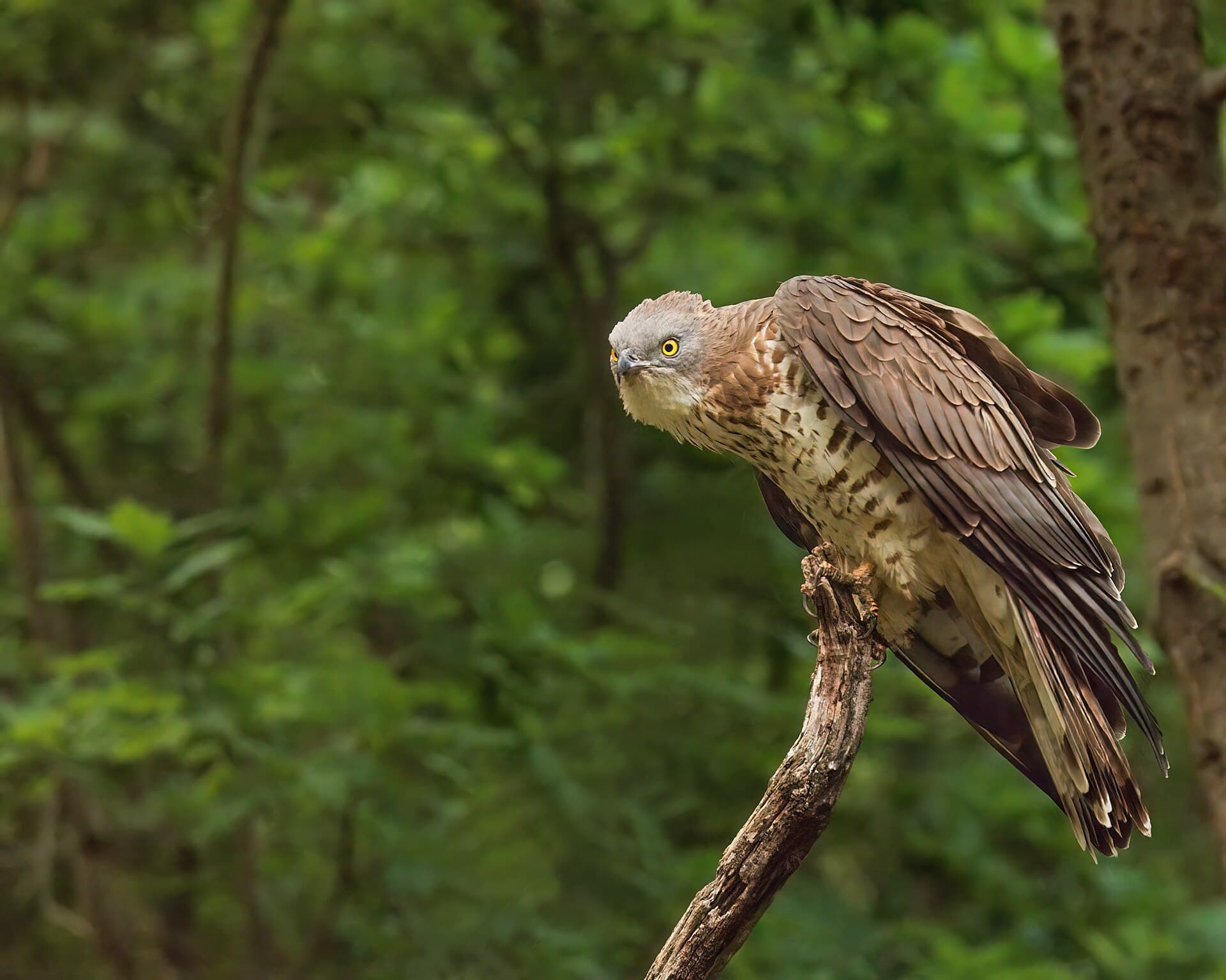 Wespendief (Pernis apivorus) - Honey Buzzard (53927091886)