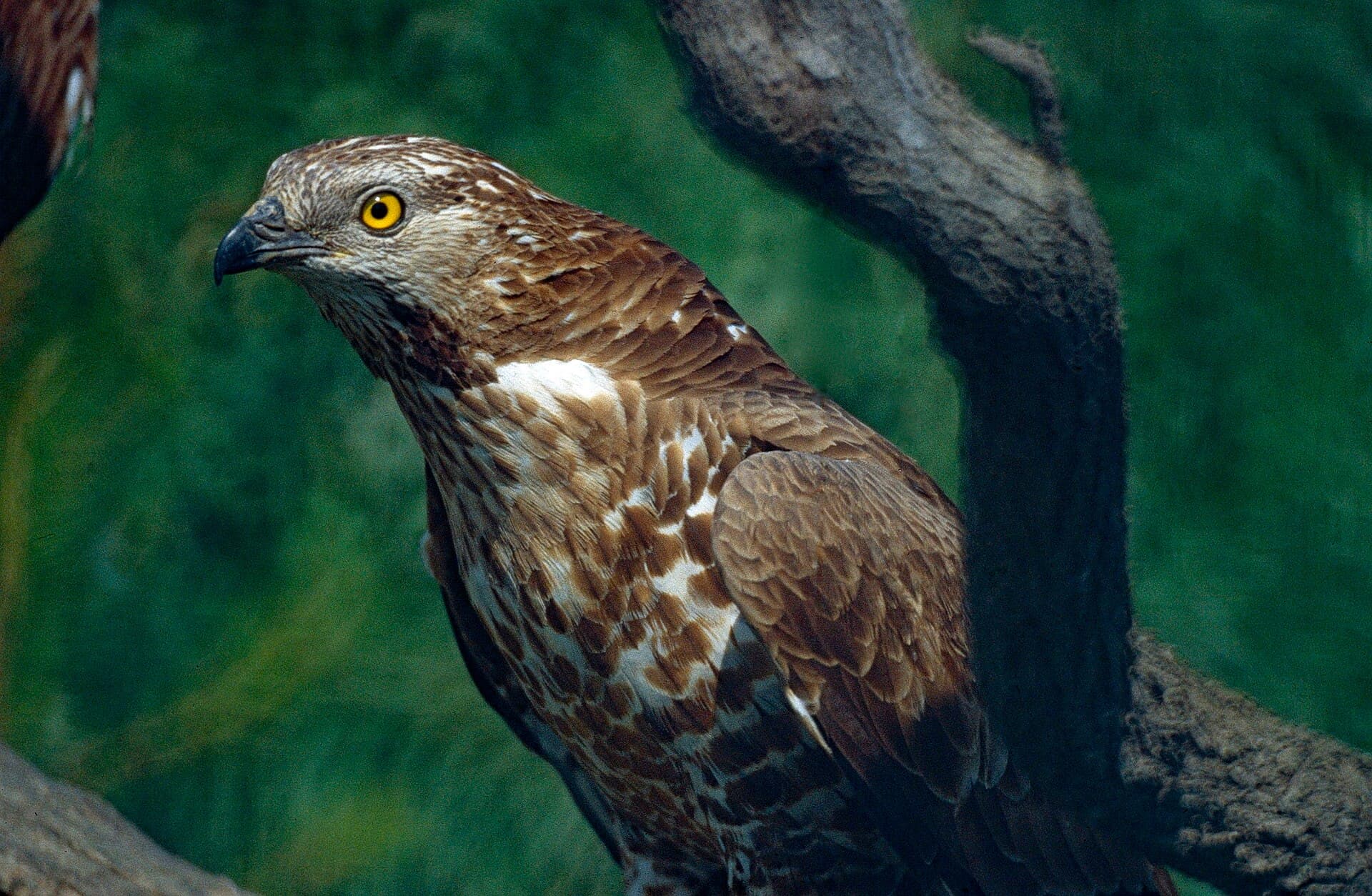 Wespendief (Pernis apivorus) - European Honey Buzzard (Pernis apivorus)(captive specimen) (14757901350)