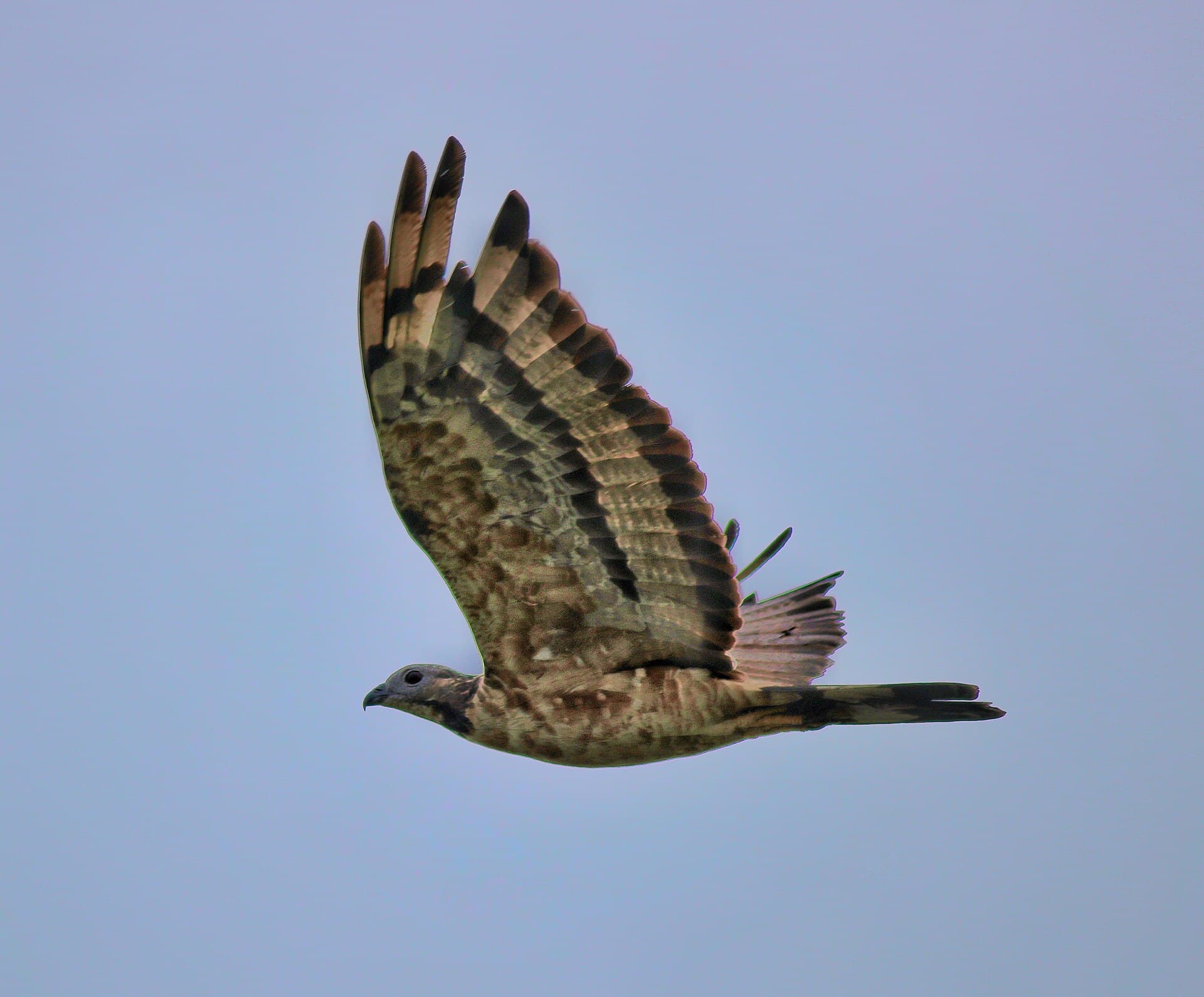 Wespendief (Pernis apivorus) - Oriental honey buzzard 3