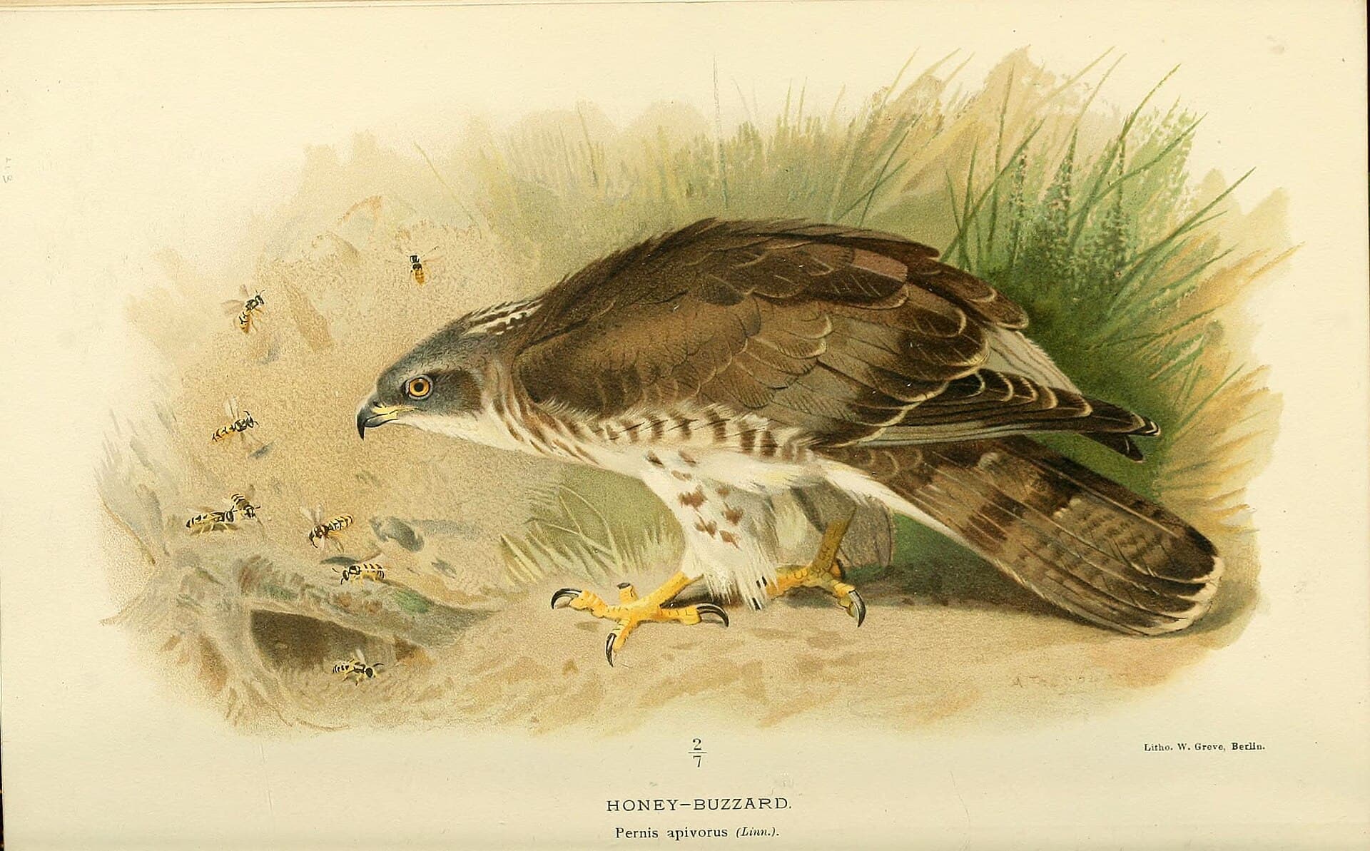 Wespendief (Pernis apivorus) - Coloured figures of the birds of the British Islands - issued by Lord Lilford (6028612421)