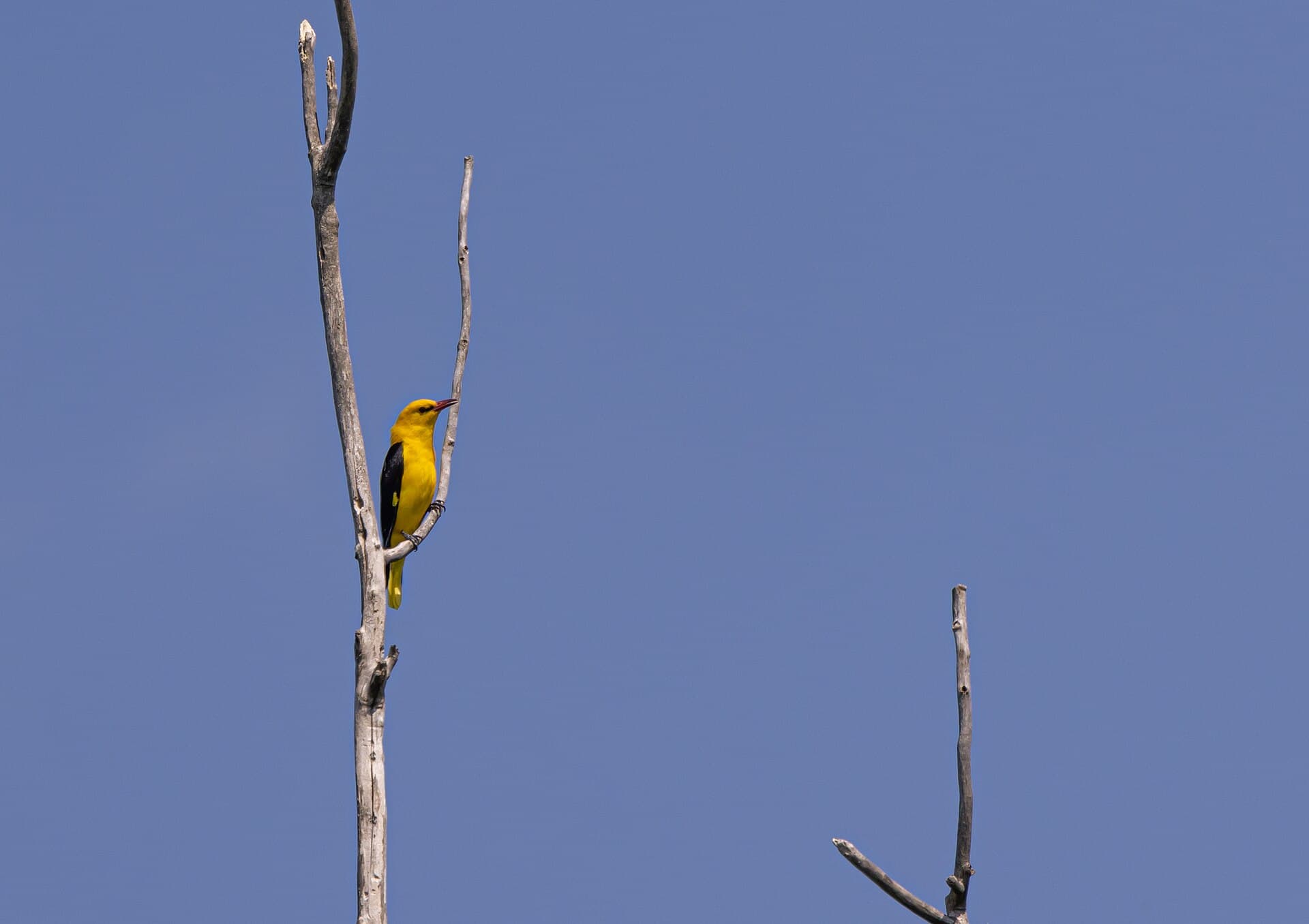 Wielewaal (Oriolus oriolus) - Pirol im Naturschutzgebiet Weilbacher Kiesgruben