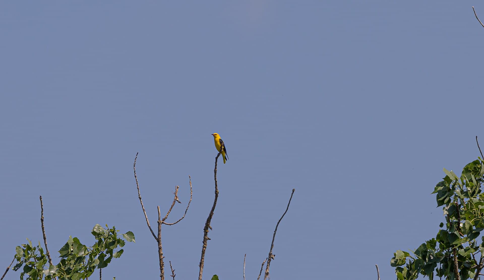 Wielewaal (Oriolus oriolus) - Pirol auf toten Baum Naturschutzgebiet Weilbacher Kiesgruben